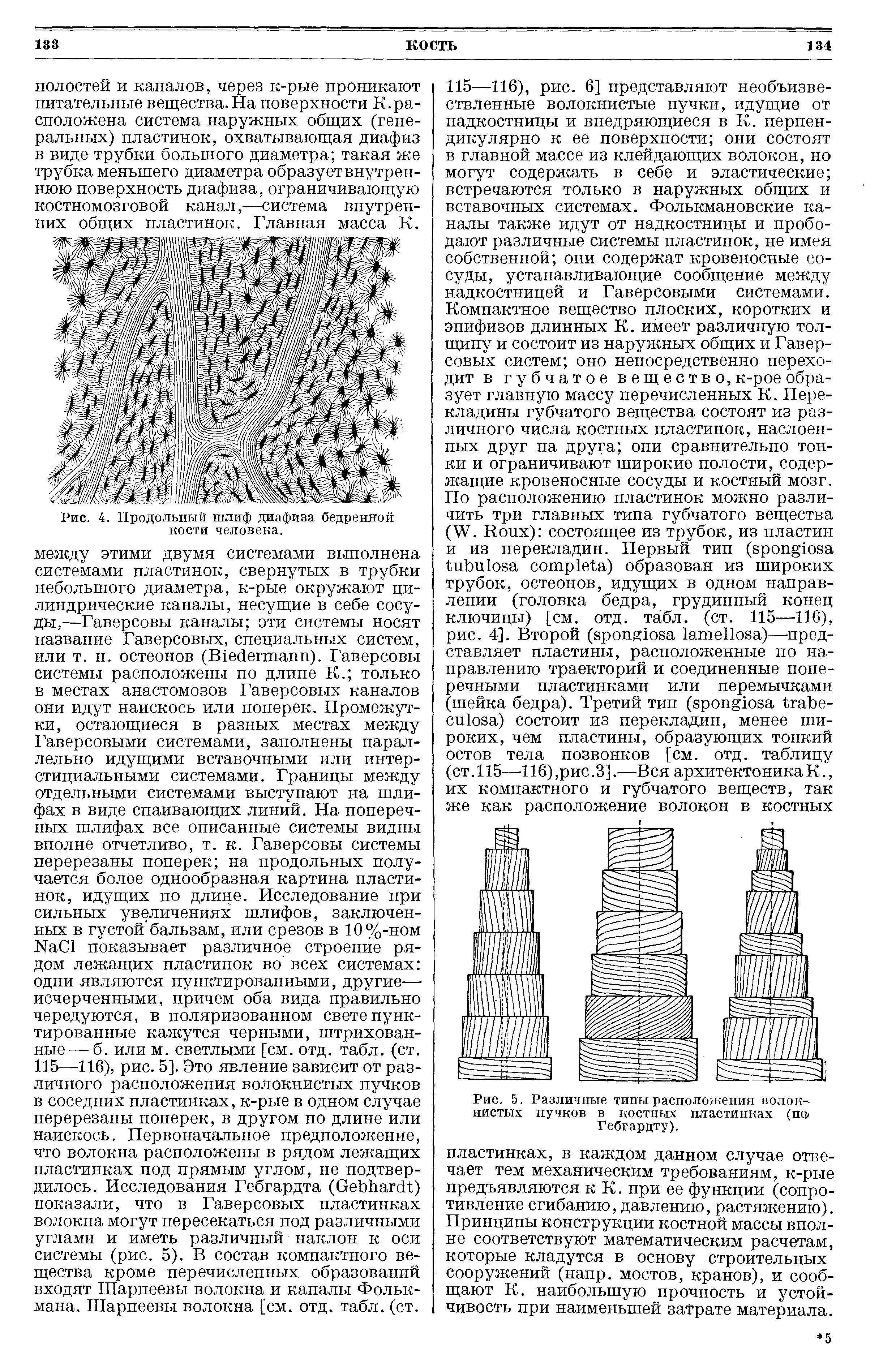 Рис. 4. Продольный шлиф диафиза бедренной кости человека.