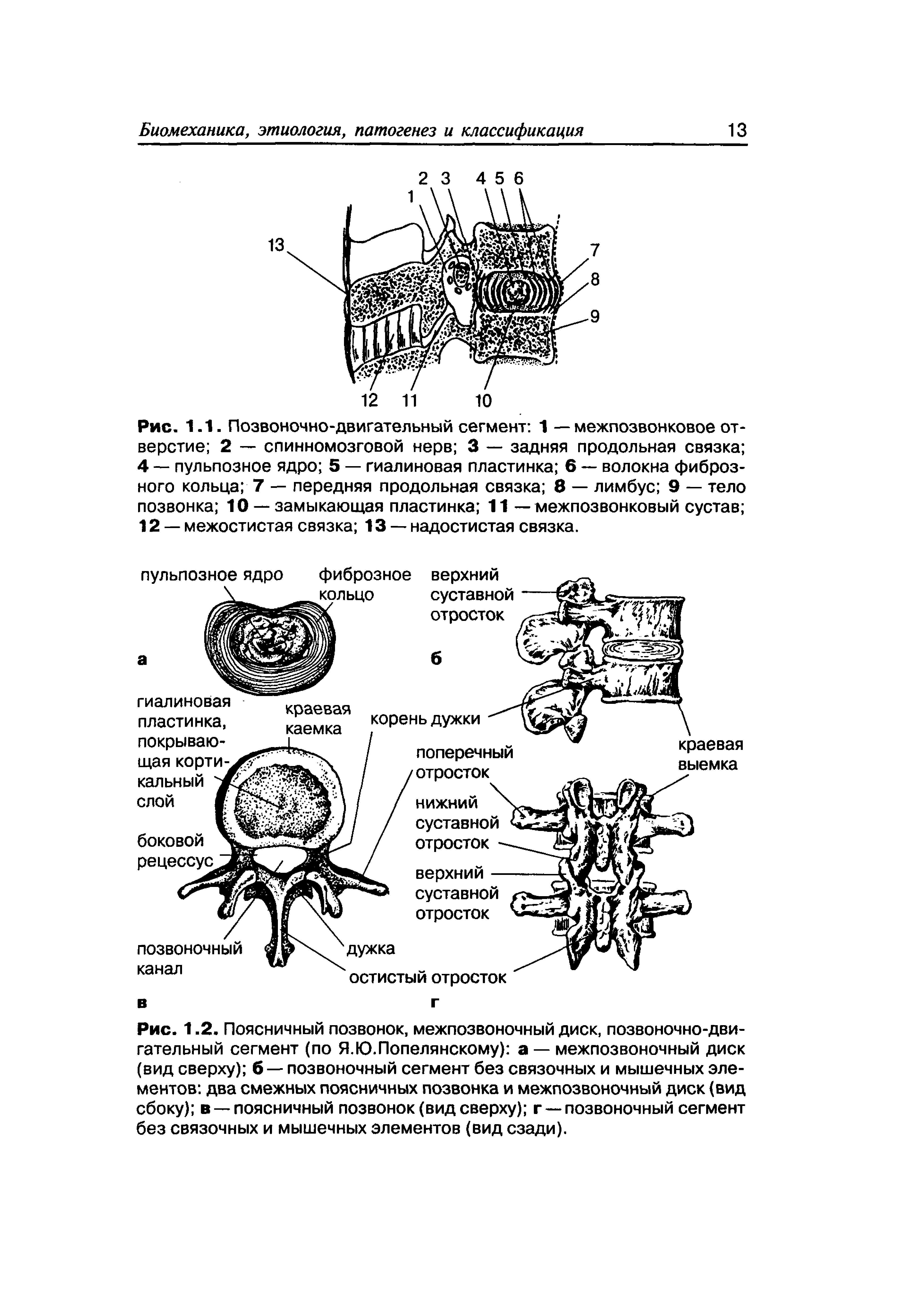 Рис. 1-1. Позвоночно-двигательный сегмент 1 — межпозвонковое отверстие 2 — спинномозговой нерв 3 — задняя продольная связка 4 — пульпозное ядро 5 — гиалиновая пластинка 6 — волокна фиброзного кольца 7 — передняя продольная связка 8 — лимбус 9 — тело позвонка 10 — замыкающая пластинка 11 — межпозвонковый сустав 12 — межостистая связка 13 — надостистая связка.