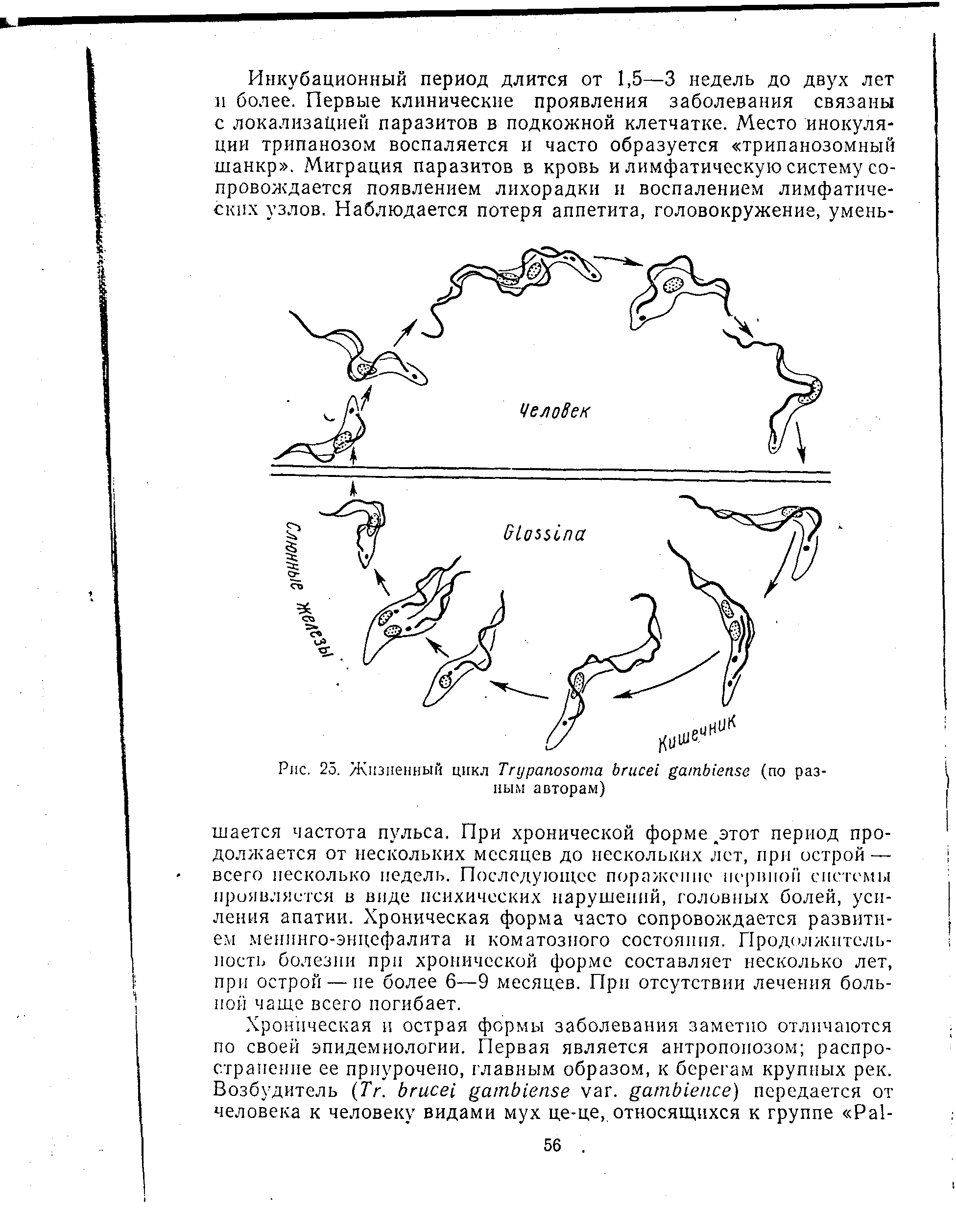 Рис. 25. Жизненный цикл T (по разным авторам)...