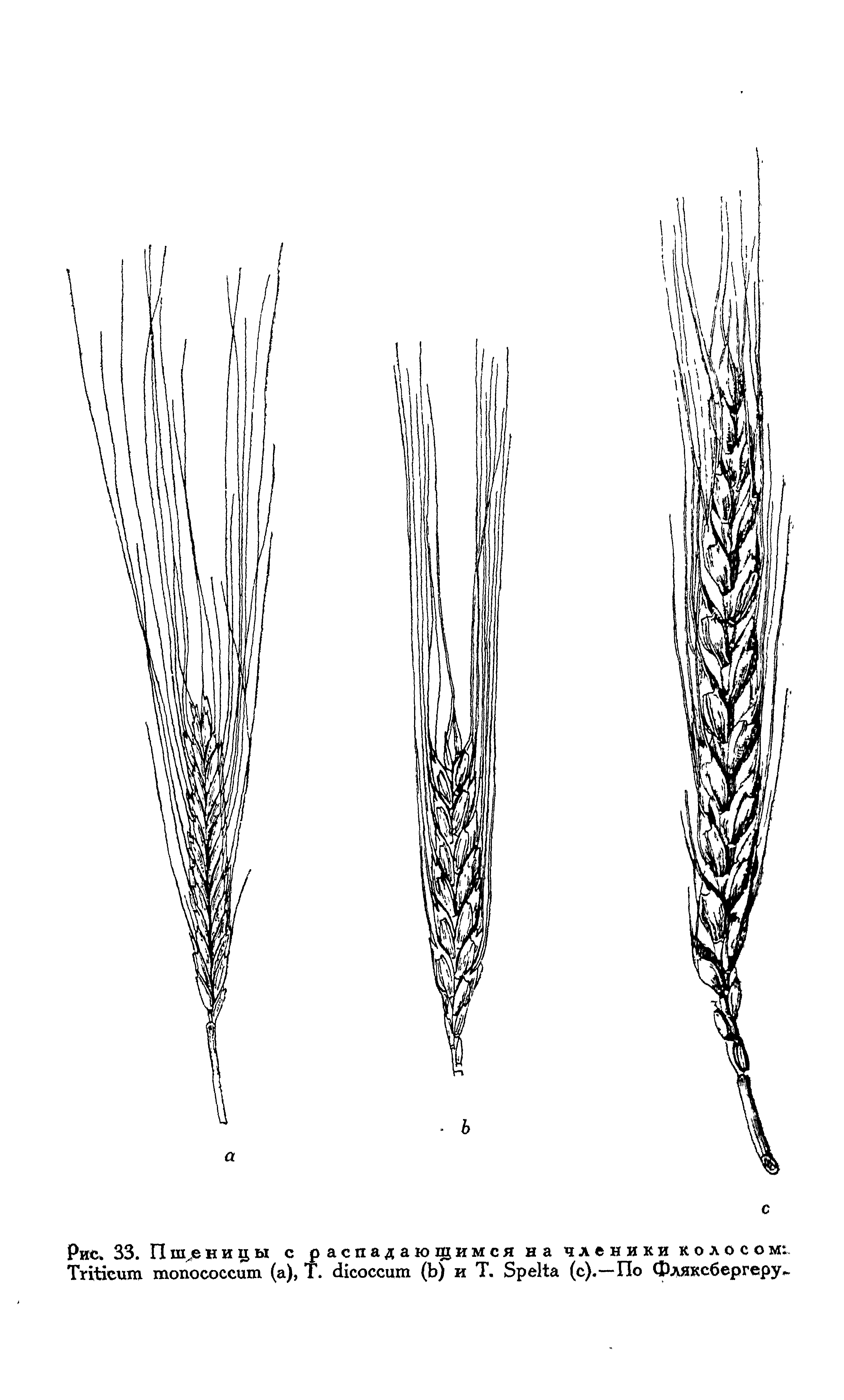 Рис. 33. Пш еницы с распадающимся на членики колосом . ТгЖешп топососсиш (а), Т. сКсоссит (Ь) и Т. БреИа (с).—По Фляксбергеру-...