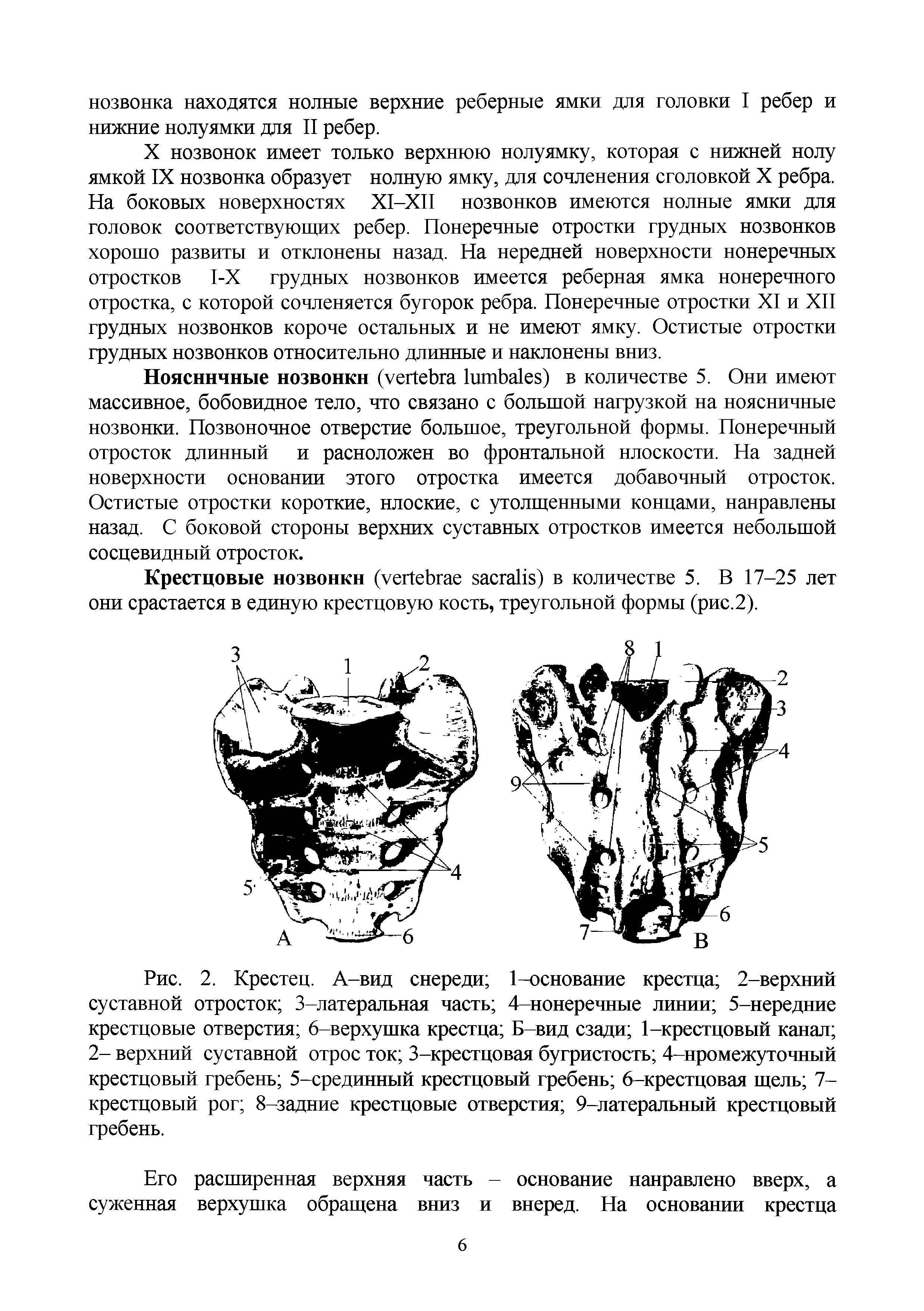 Рис. 2. Крестец. А-вид снереди 1-основание крестца 2-верхний суставной отросток 3-латеральная часть 4-нонеречные линии 5-нередние крестцовые отверстия 6-верхушка крестца Б-вид сзади 1-крестцовый канал 2- верхний суставной отрос ток 3-крестцовая бугристость 4-нромежуточный крестцовый гребень 5-срединный крестцовый гребень 6-крестцовая щель 7-крестцовый рог 8-задние крестцовые отверстия 9-латеральный крестцовый гребень.