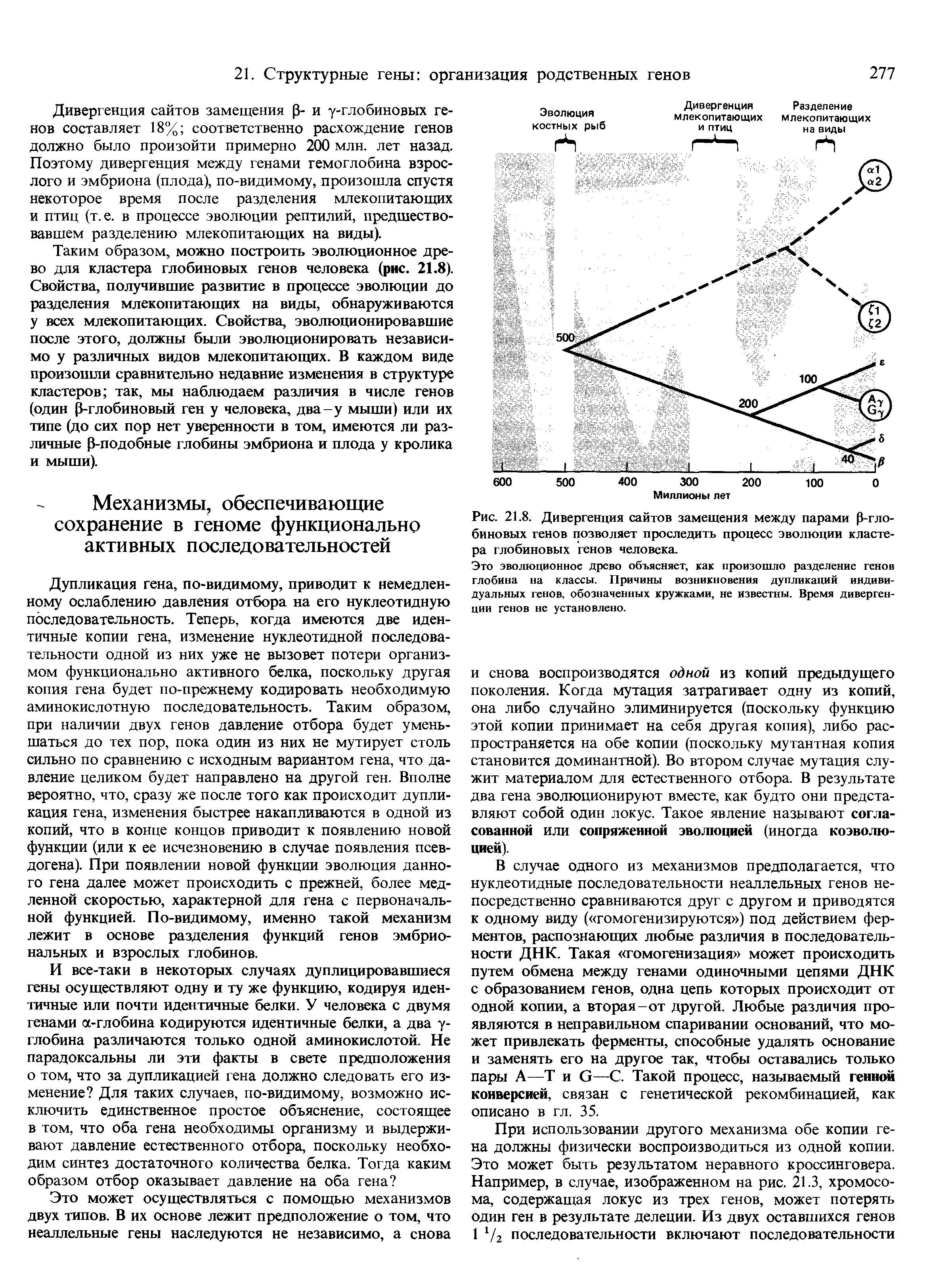 Рис. 21.8. Дивергенция сайтов замещения между парами 0-гло-биновых генов позволяет проследить процесс эволюции кластера глобиновых генов человека.