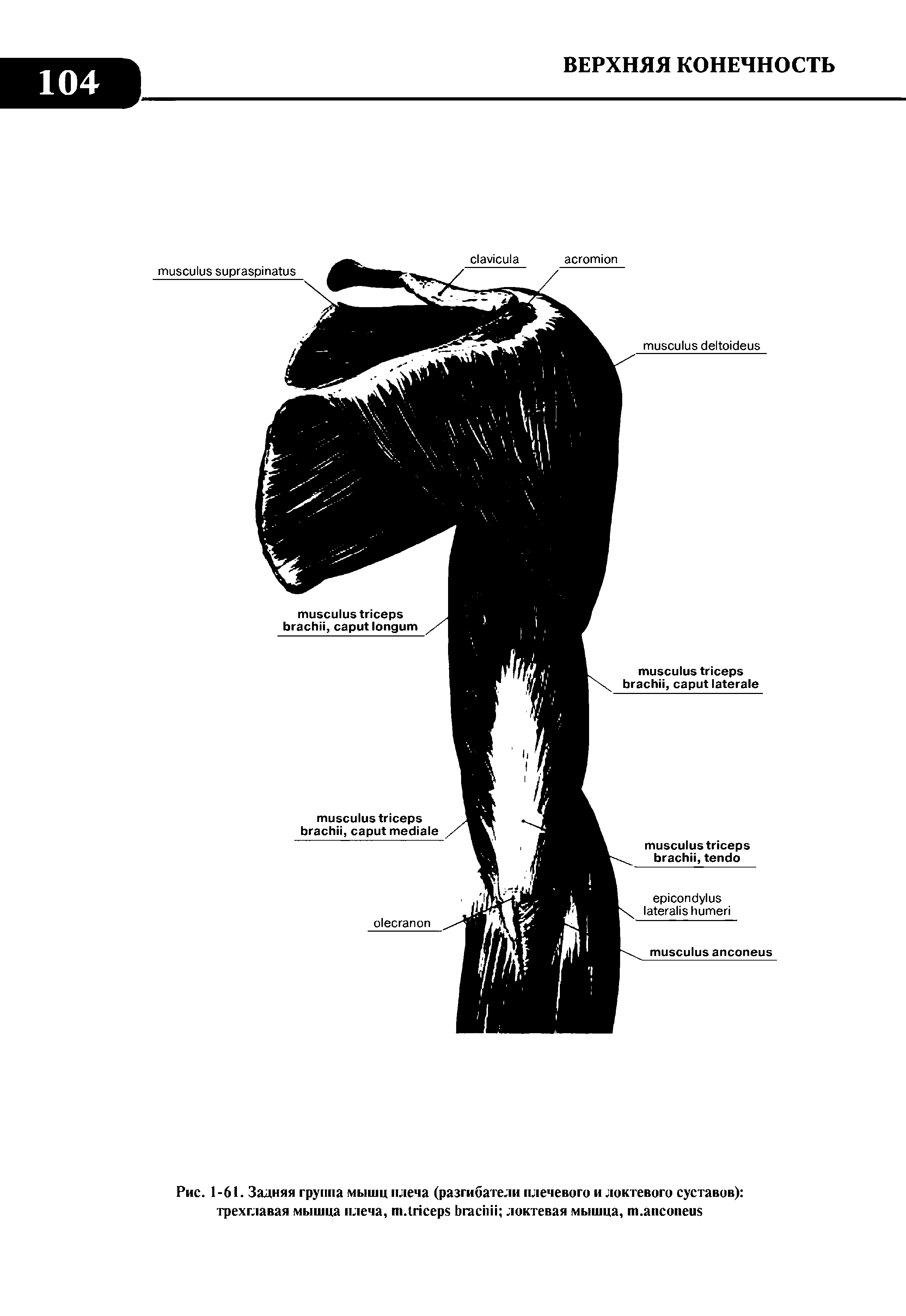 Рис. 1-61. Задняя группа мышц плеча (разгибатели плечевого и локтевого суставов) трехглавая мышца плеча, шЛпсерв Ьгас11И локтевая мышца, ш.апсопеив...