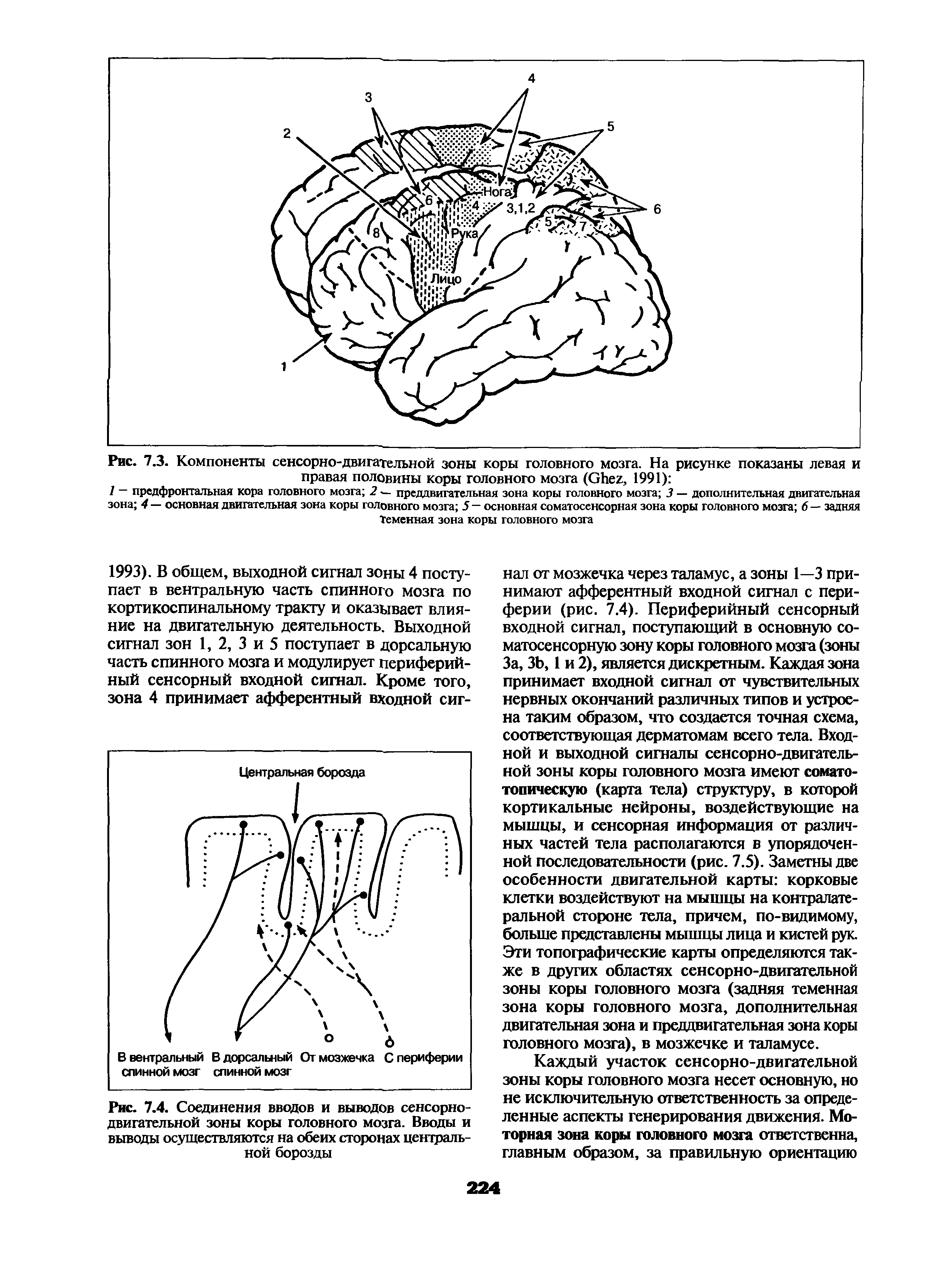 Рис. 7.4. Соединения вводов и выводов сенсорнодвигательной зоны коры головного мозга. Вводы и выводы осуществляются на обеих сторонах центральной борозды...