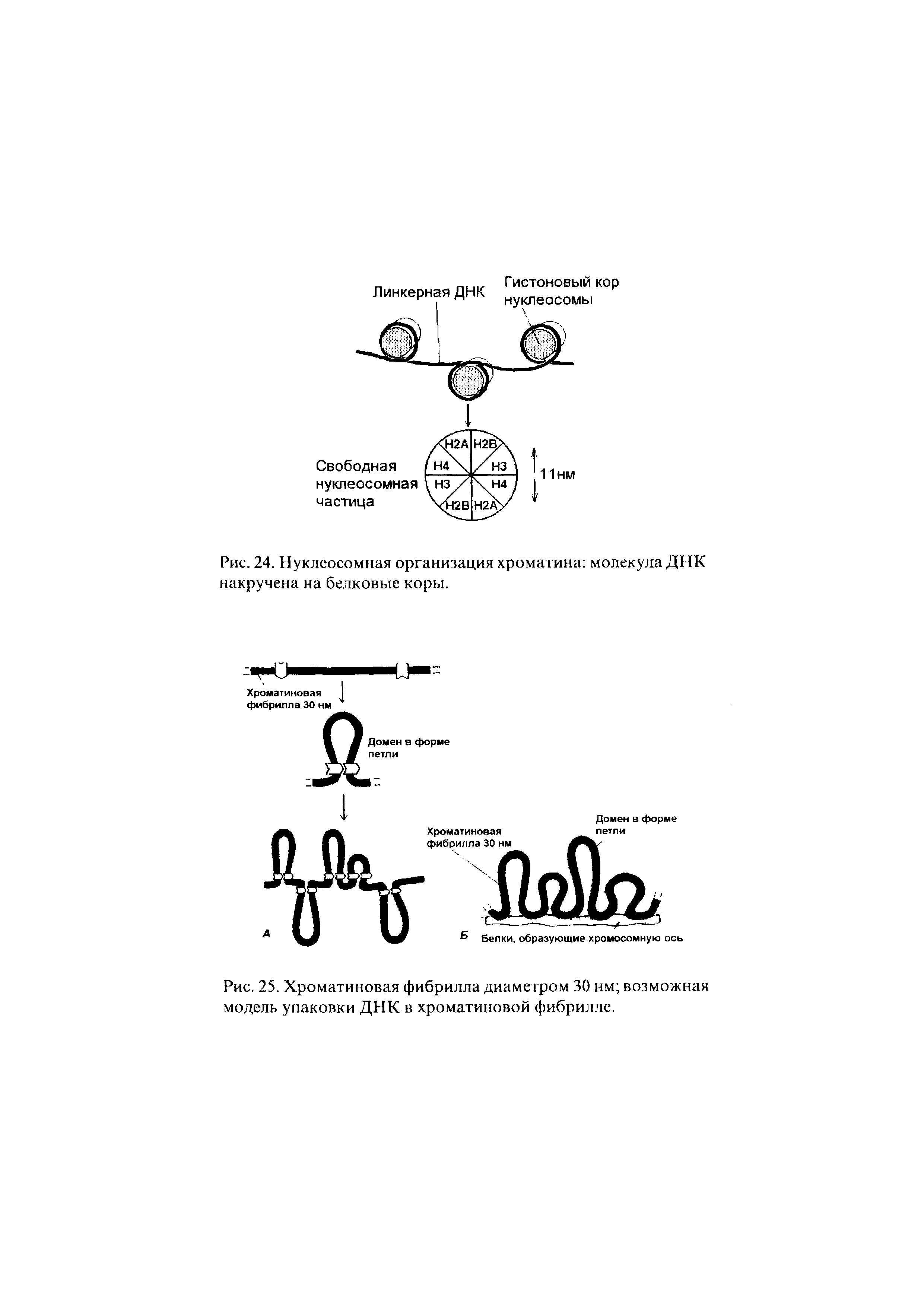 Рис. 24. Нуклеосомная организация хроматина молекула ДНК накручена на белковые коры.