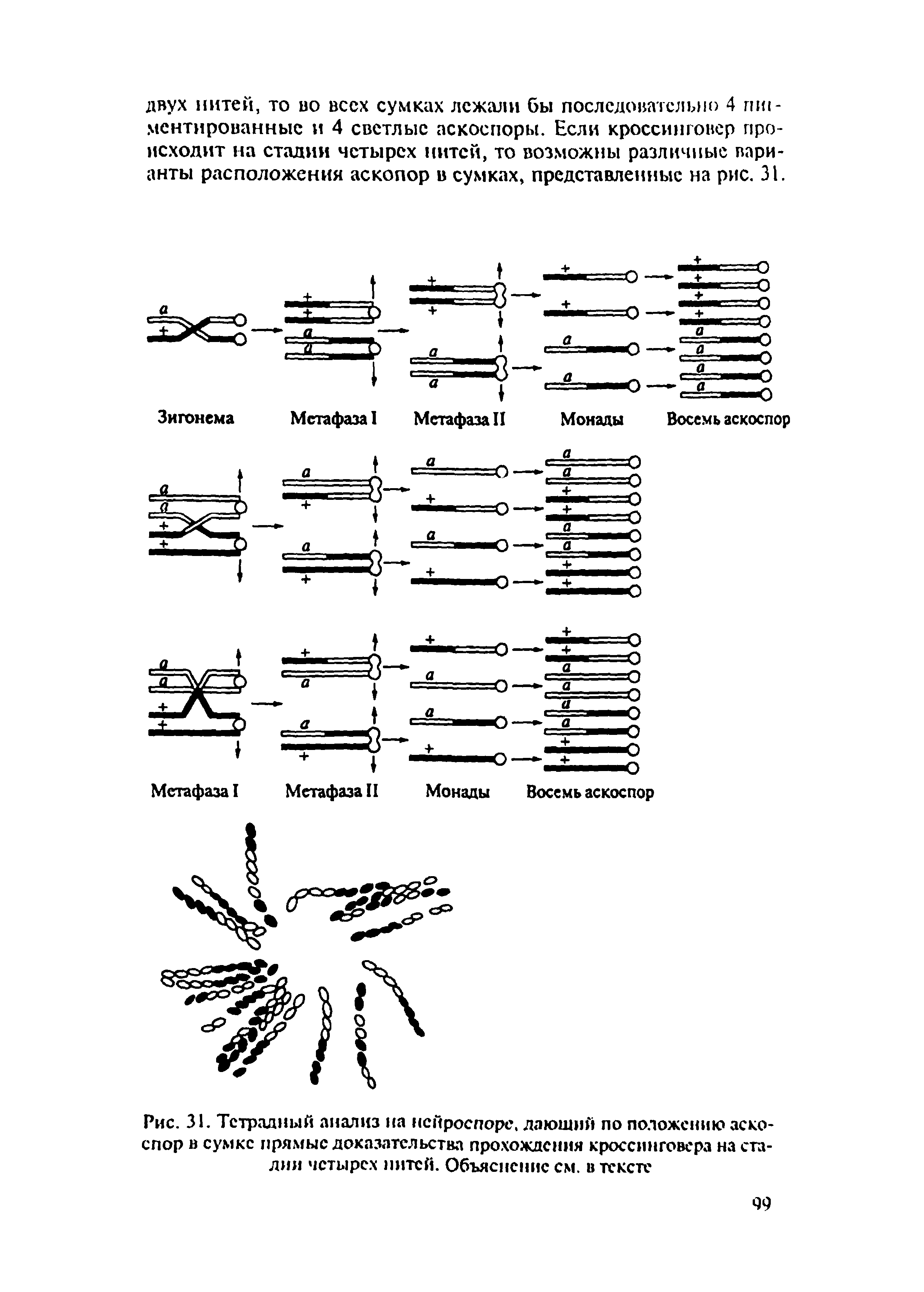 Рис. 31. Тетрадный анализ на нейроспоре, лаюший по положению аскоспор в сумке прямые доказательства прохождения кроссинговера на сталии четырех нитей. Объяснение см. в тексте...