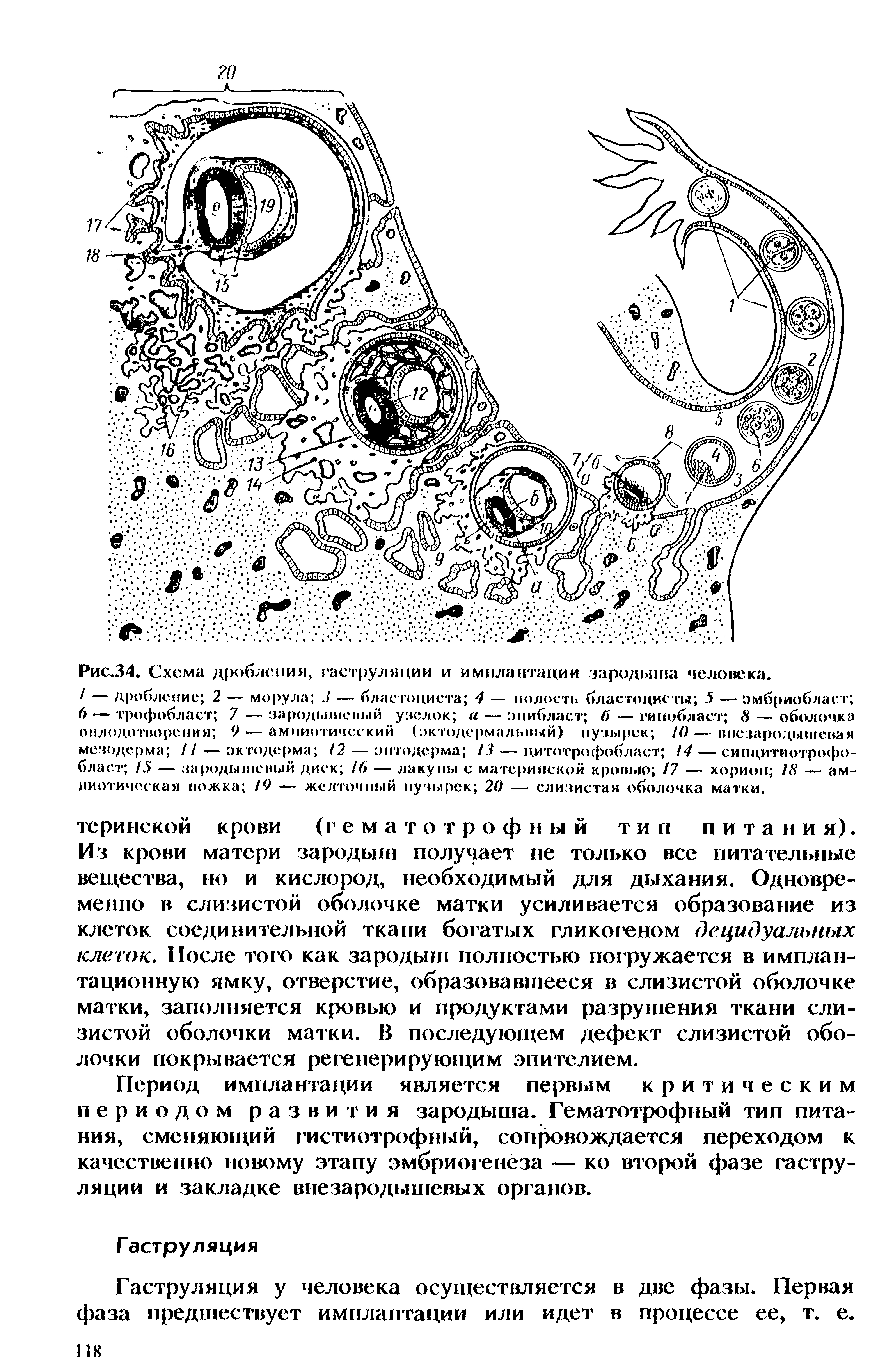 Рис.34. Схема дробления, га струя я ци и и имплантации зародыша / — дробление 2 — морула 3 — блас то циста 4 — полость 6 — трофобласт 7 — зародышевый узелок а -— эпибласт оплодотворения 9 <— амниотический (эктодермальный) пузырек 10 мезодерма 11 — эктодерма 12 — энтодерма 13— цитотрофобласт 14 бласт 15 — зародышевый диск 16 — лакуны с материнской кровью 17 — хорион 18 пиитическая ножка /9 — желтомIпни...