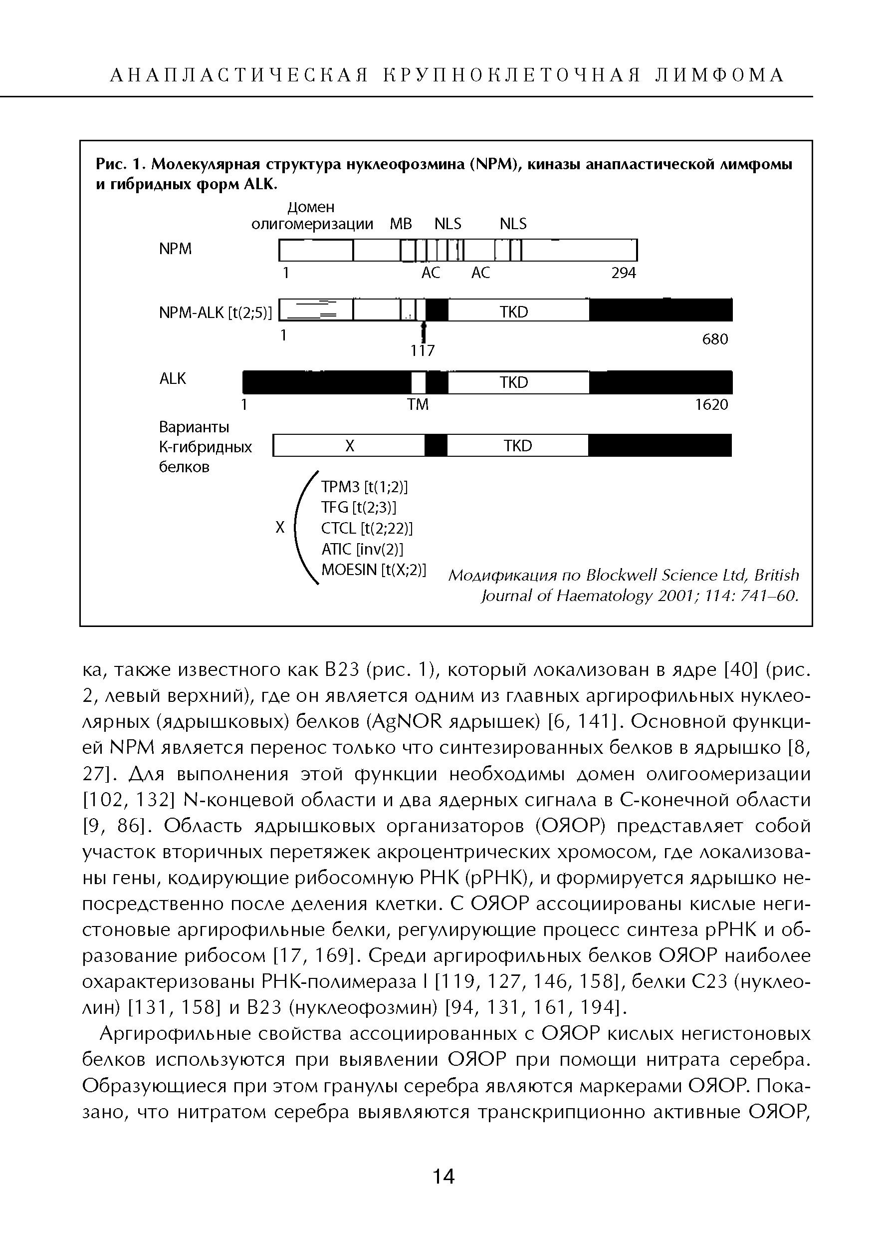 Рис. 1. Молекулярная структура нуклеофозмина (NPM), киназы анапластической лимфомы и гибридных форм ALK.