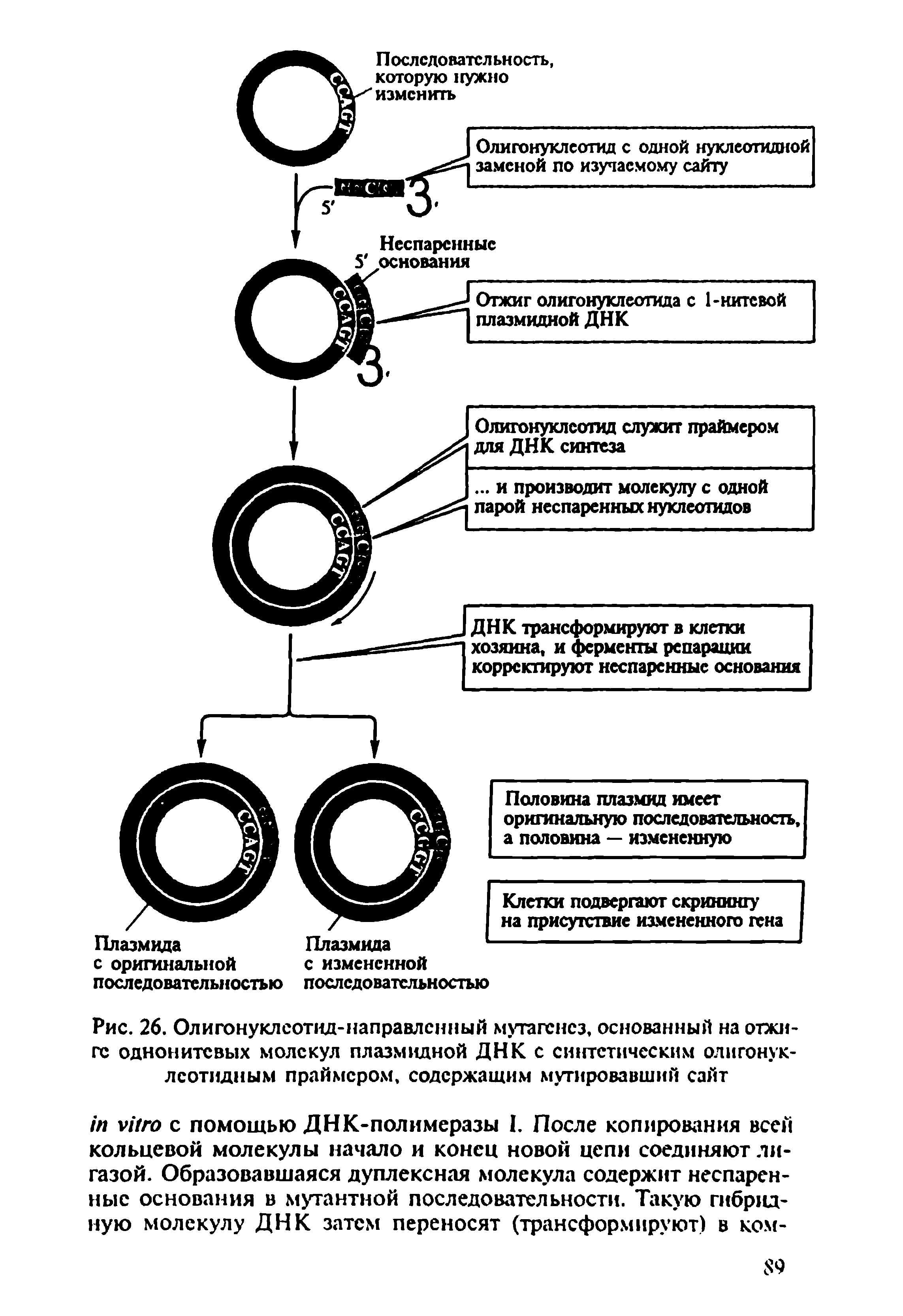 Рис. 26. Олигонуклсотид-направлснный мутагенез, основанный на отжиге однонитсвых молекул плазмидной ДНК с синтетическим олигонук-лсотидным праймером, содержащим мутировавший сайт...