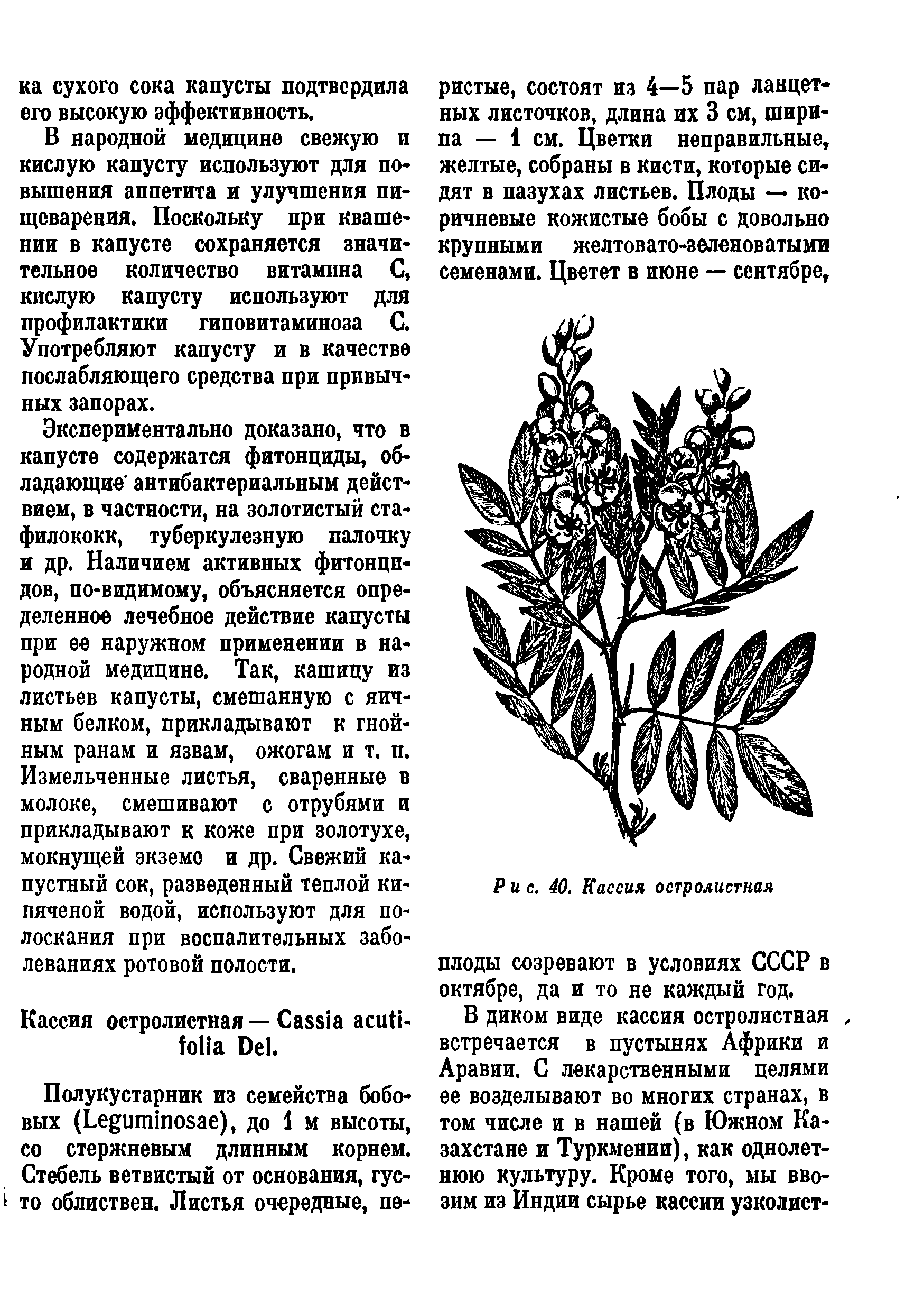 Рис. 40. Кассия остролистная плоды созревают в условиях СССР в октябре, да и то не каждый год.