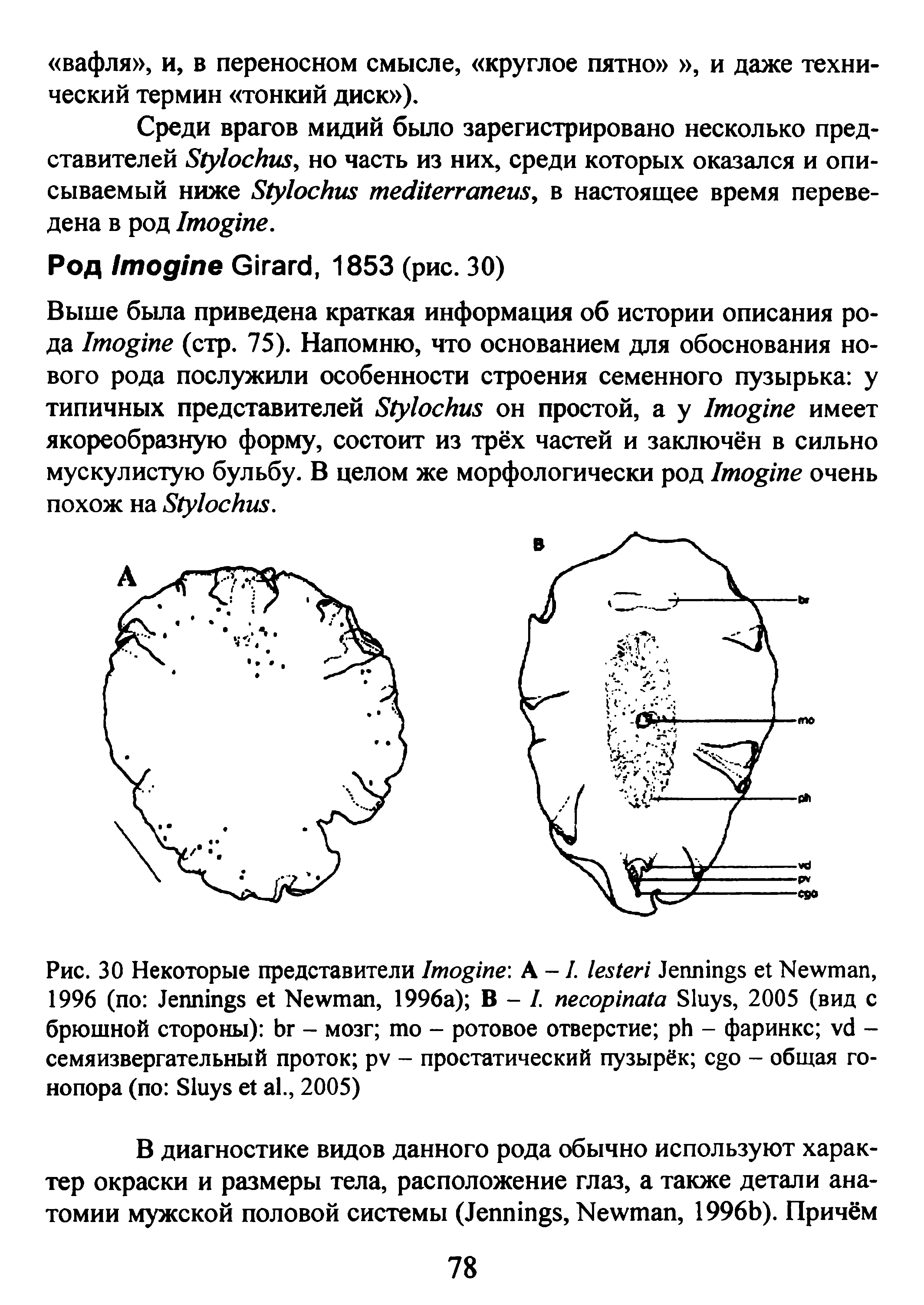 Рис. 30 Некоторые представители I А -1. J N , 1996 ( J N , 1996 ) В - I. S , 2005 (вид брюшной стороны) - мозг - ротовое отверстие - фаринкс -семяизвергательный проток - простатический пузырёк - общая го-нопора (по S ., 2005)...