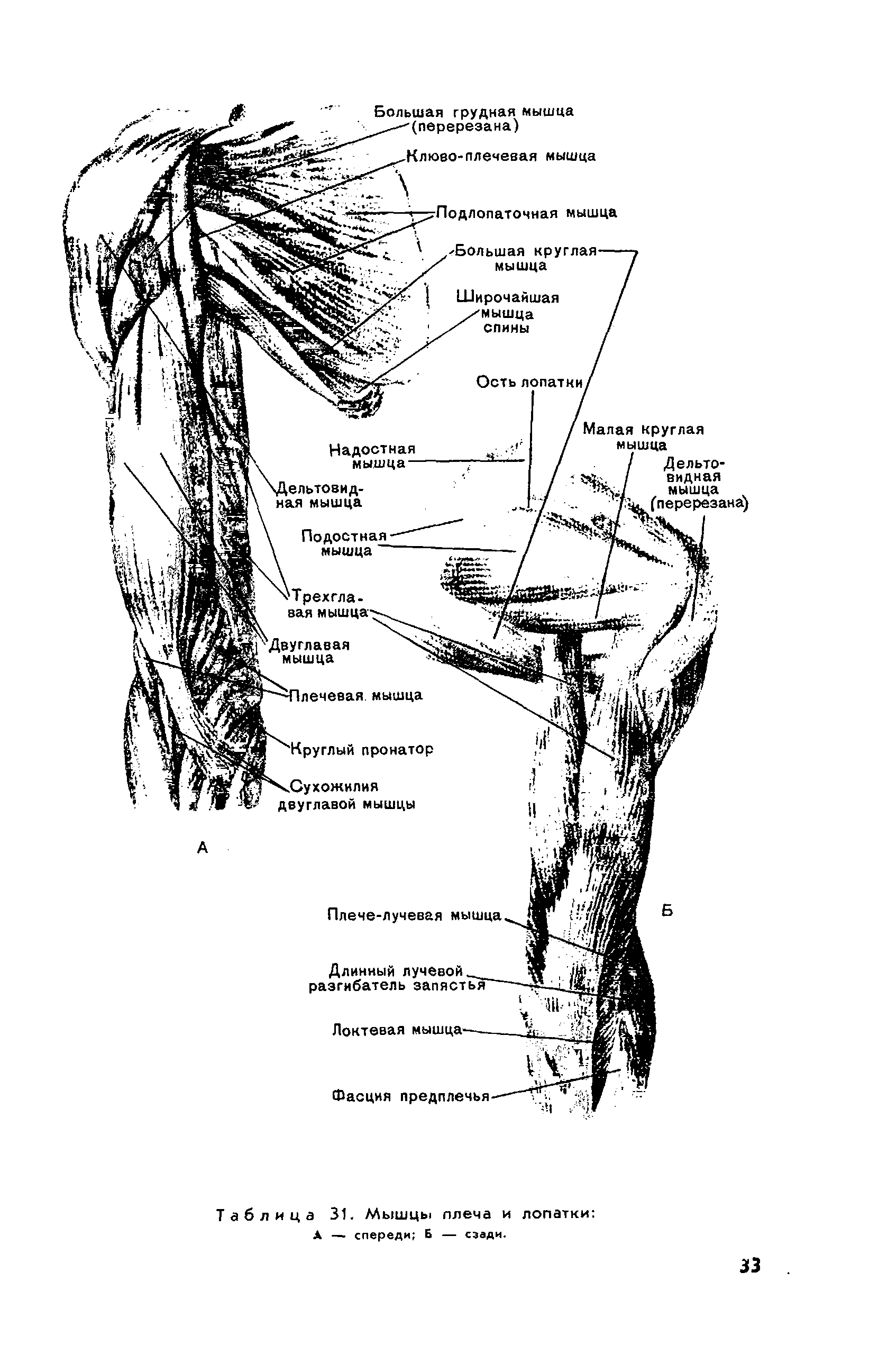 Таблица 31. Мышцы плеча и лопатки А — спереди Б — сзади.