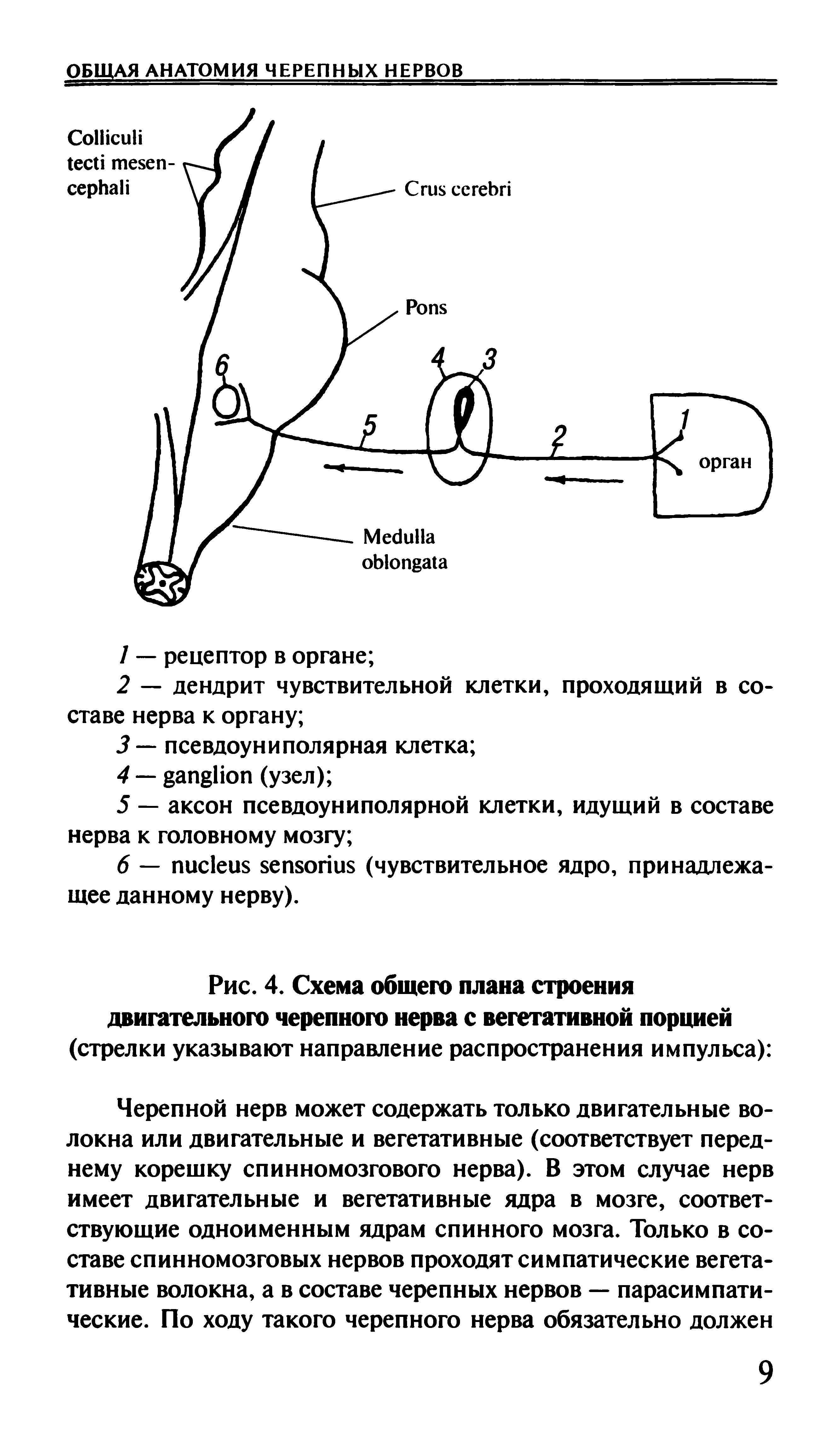 Рис. 4. Схема общего плана строения двигательного черепного нерва с вегетативной порцией (стрелки указывают направление распространения импульса) ...