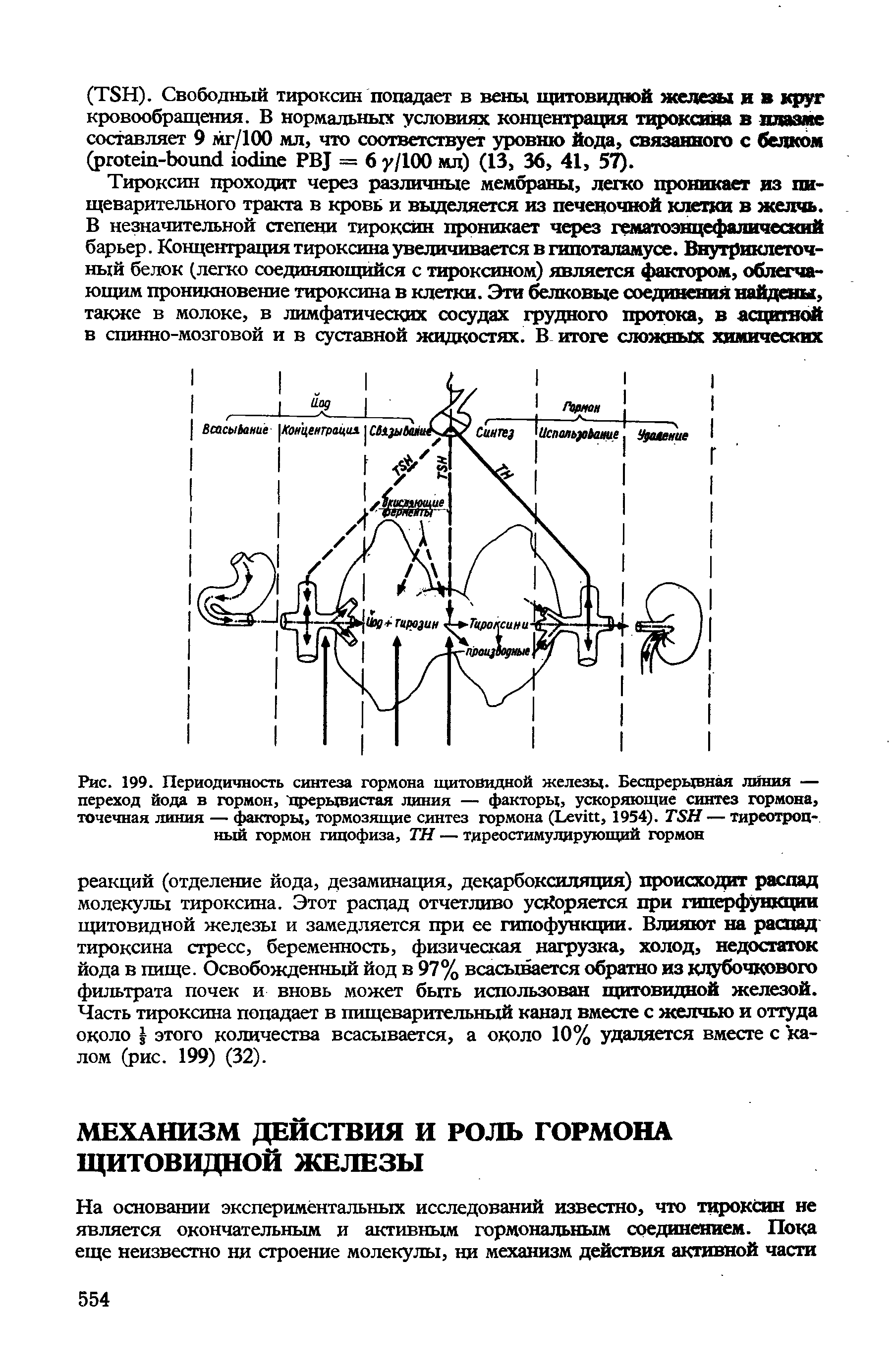 Рис. 199. Периодичность синтеза гормона щитовидной железы. Беспрерывная линия — переход йода в гормон, прерывистая линия — факторы, ускоряющие синтез гормона, точечная линия — факторы, тормозящие синтез гормона (L , 1954). TSH — тиреотропный гормон гипофиза, TH — тиреостимулирующий гормон...