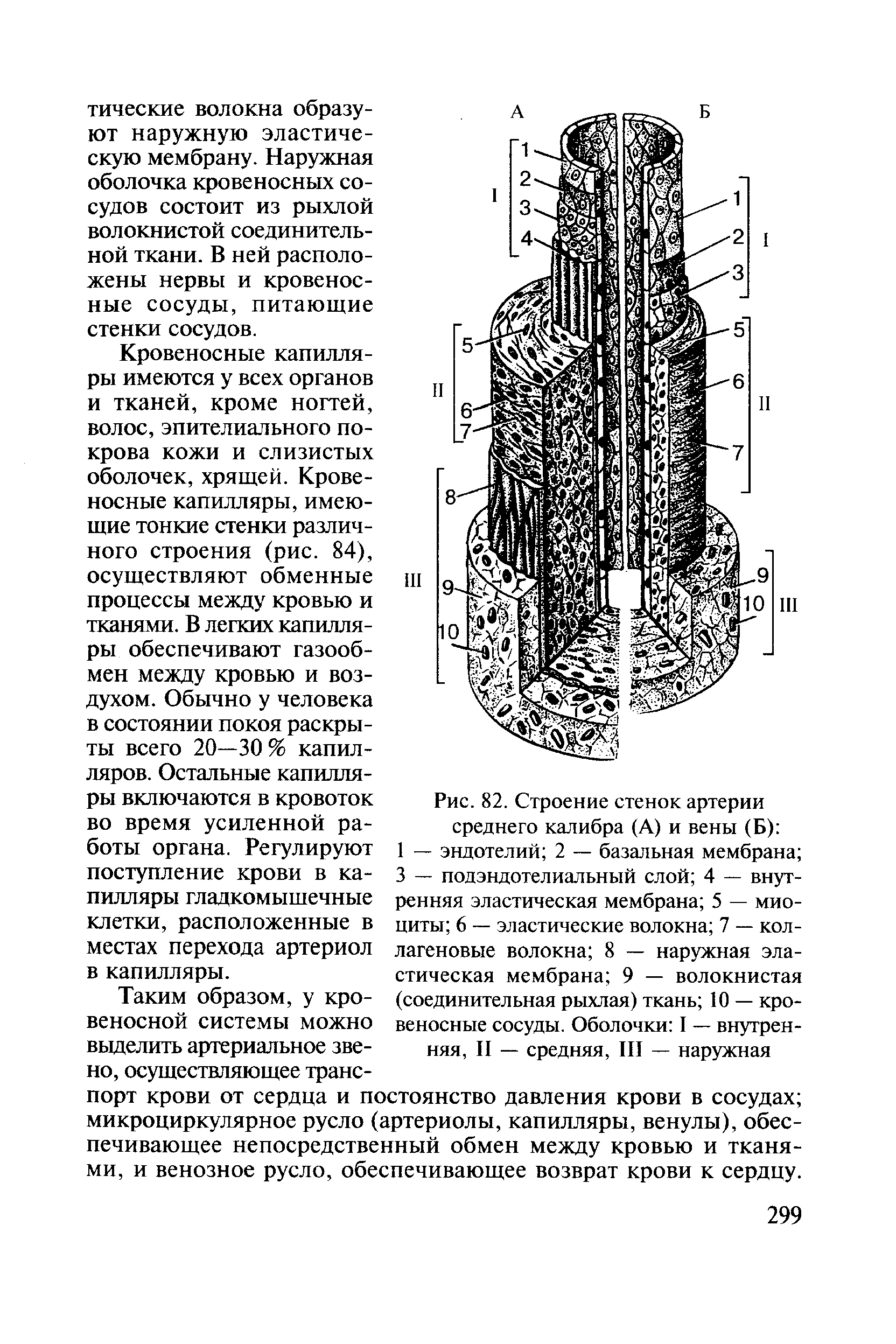 Рис. 82. Строение стенок артерии среднего калибра (А) и вены (Б) ...