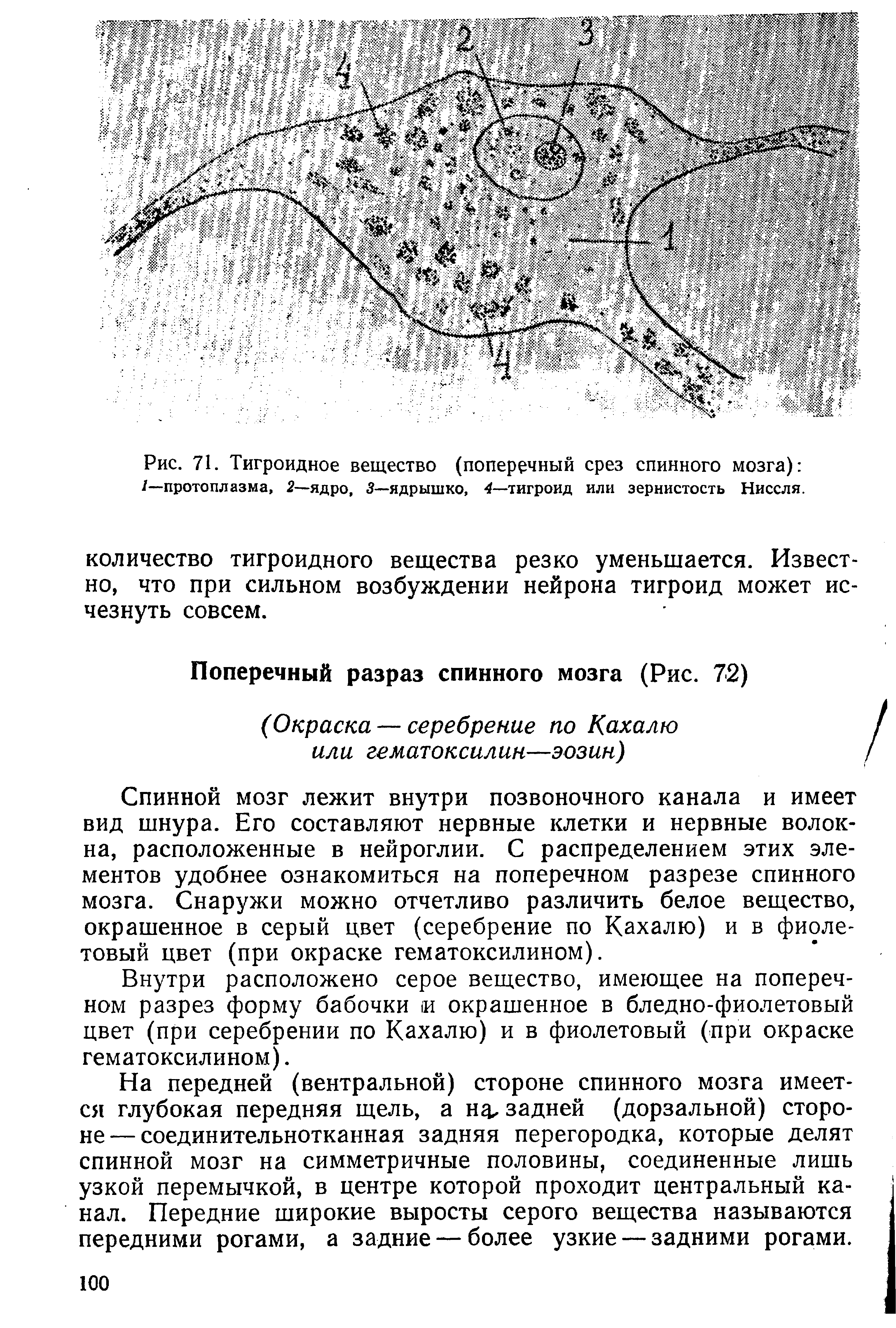 Рис. 71. Тигроидное вещество (поперечный срез спинного мозга) /—протоплазма, 2—ядро, 3—ядрышко, 4—тигроид или зернистость Ниссля.