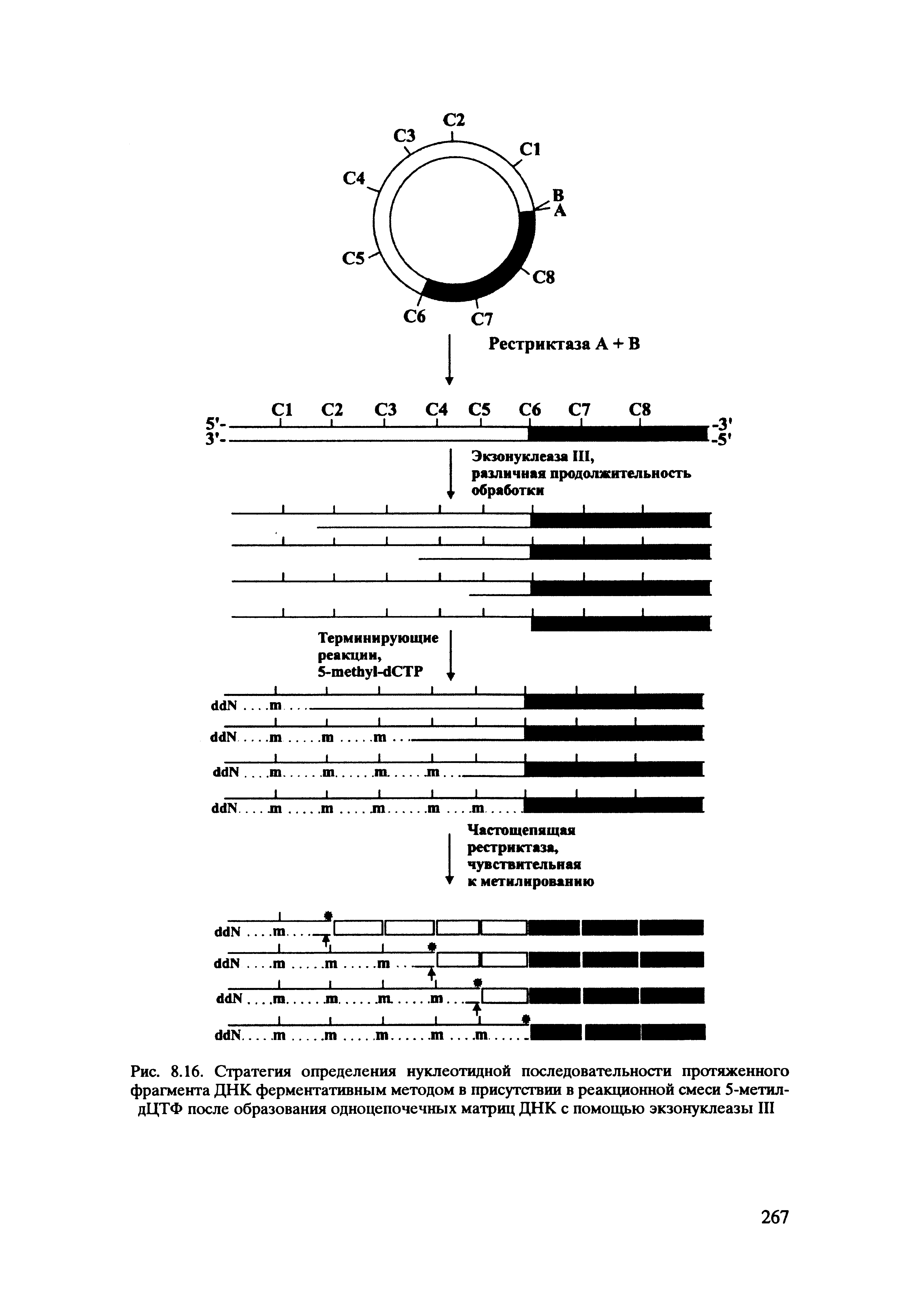 Рис. 8.16. Стратегия определения нуклеотидной последовательности протяженного фрагмента ДНК ферментативным методом в присутствии в реакционной смеси 5-метил-дЦТФ после образования одноцепочечных матриц ДНК с помощью экзонуклеазы III...