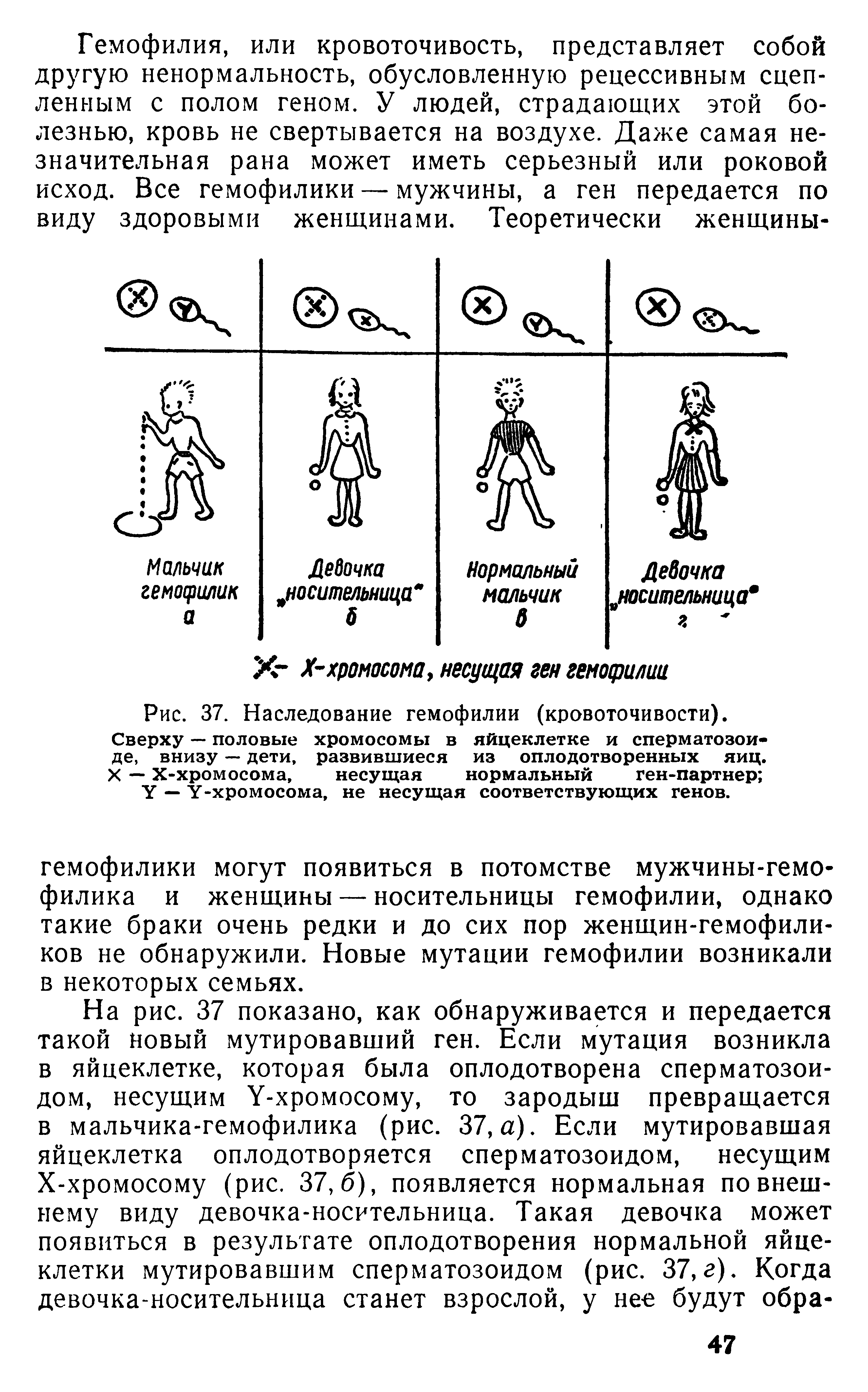 Рис. 37. Наследование гемофилии (кровоточивости). Сверху — половые хромосомы в яйцеклетке и сперматозоиде, внизу — дети, развившиеся из оплодотворенных яиц. X — Х-хромосома, несущая нормальный ген-партнер ...