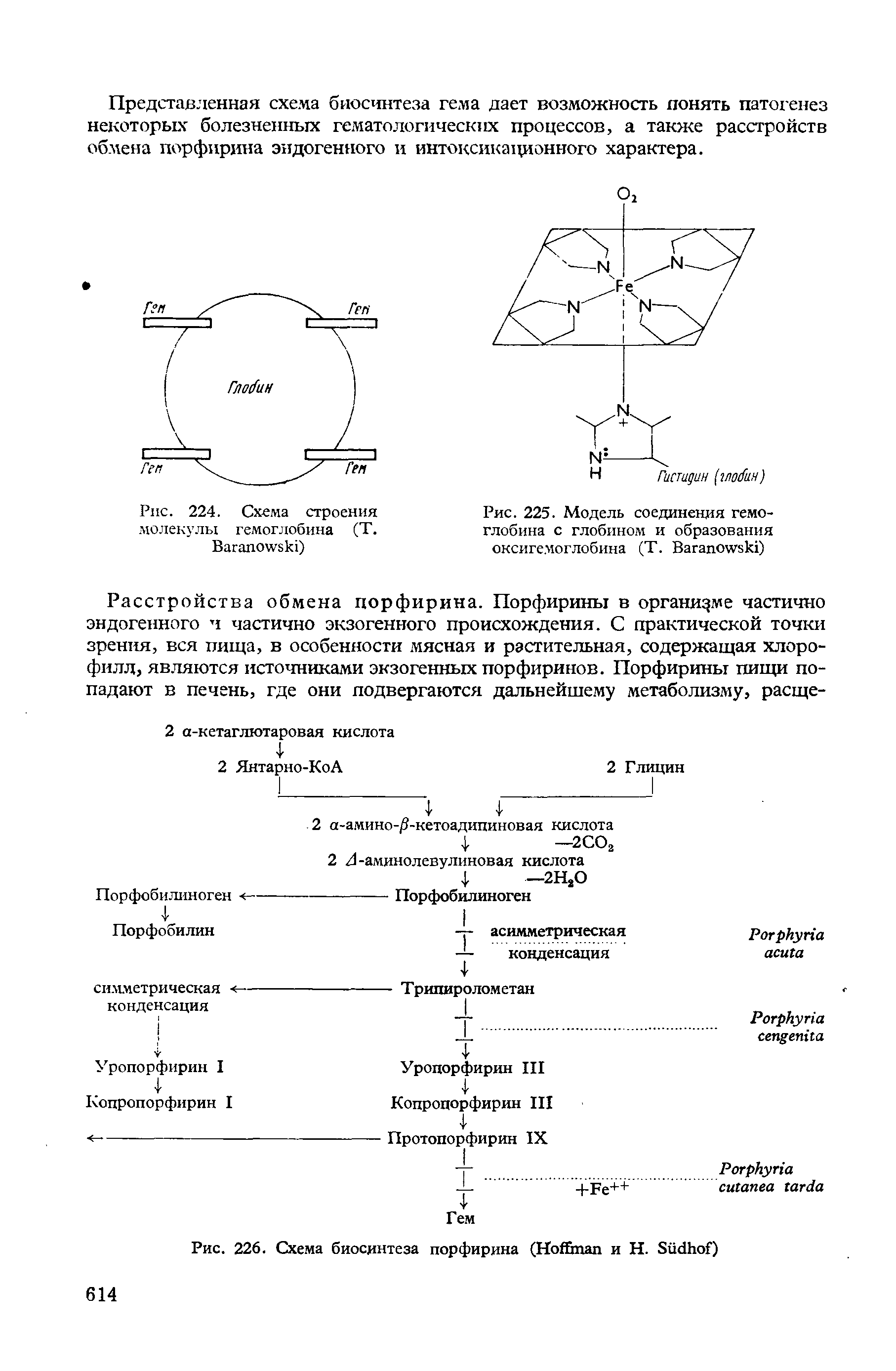 Рис. 225. Модель соединения гемоглобина с глобином и образования оксигемоглобина (Т. B )...