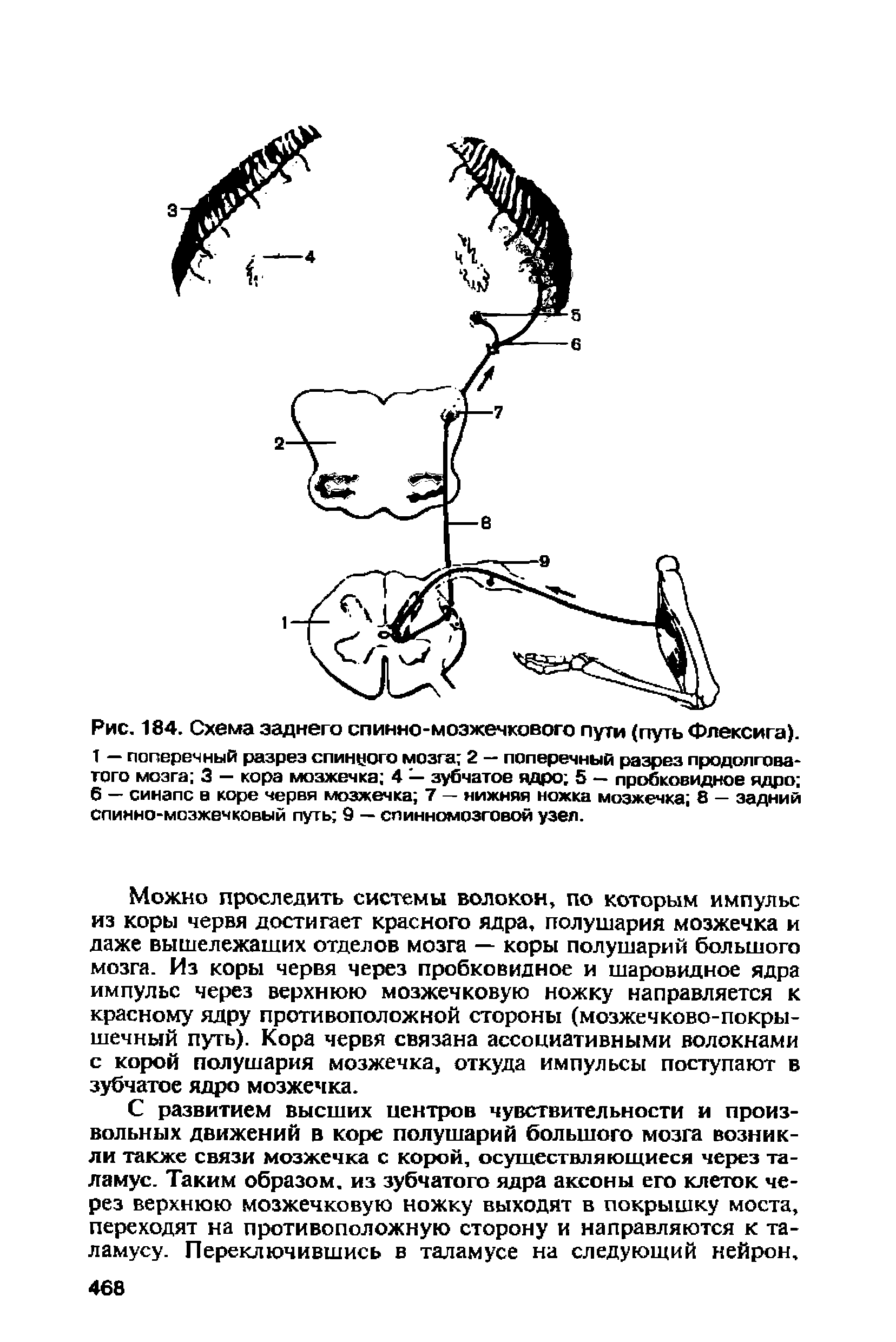 Рис. 184. Схема заднего спинно-мозжечкового пути (путь Флексига). 1 — поперечный разрез спинного мозга 2 — поперечный разрез продолговатого мозга 3 — кора мозжечка 4 — зубчатое ядро 5 — пробковидное ядро 6 — синапс е коре червя мозжечка 7 — нижняя ножка мозжечка 8 — задний спинно-мозжечковый путь 9 — спинномозговой узел.