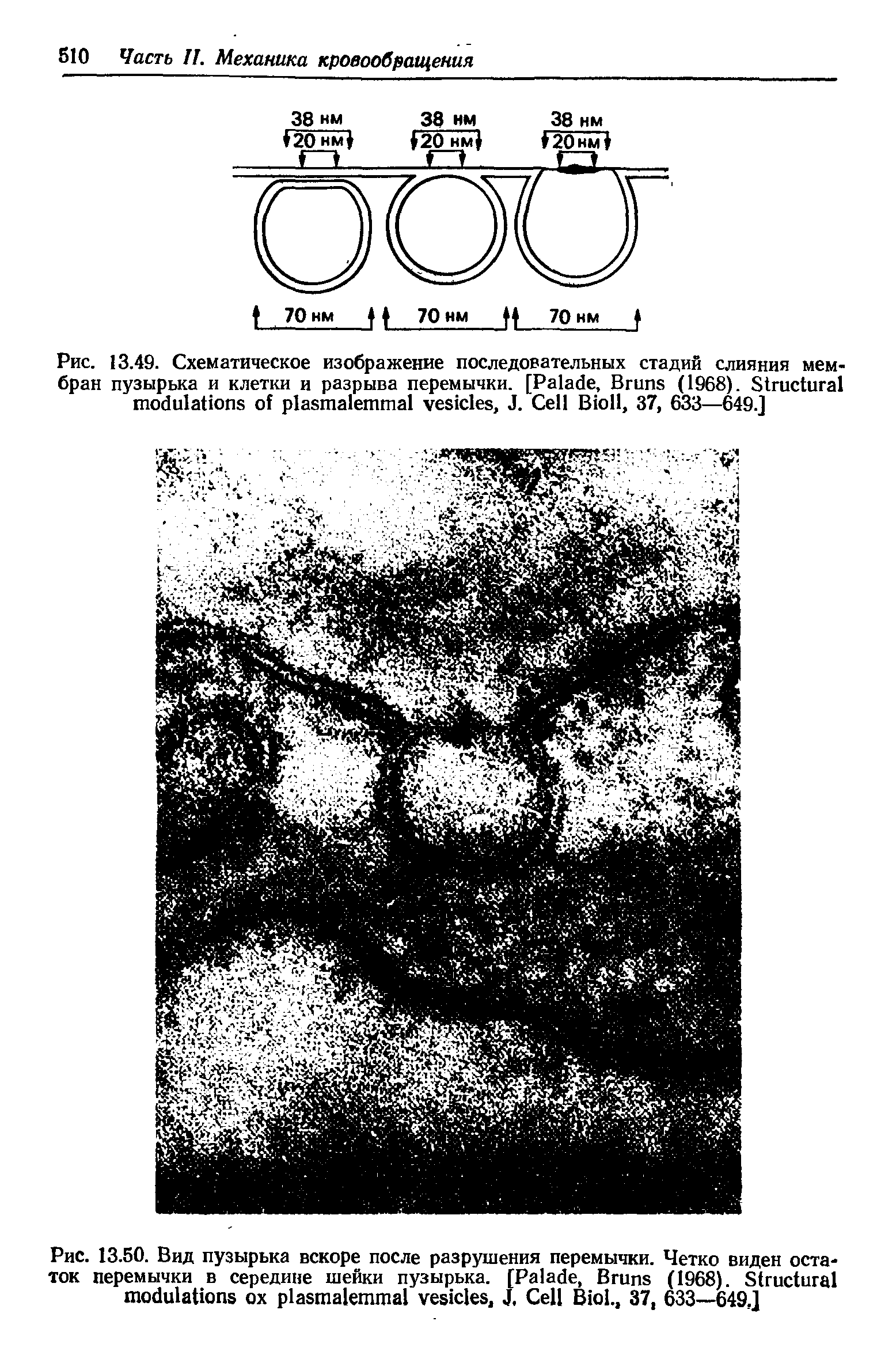 Рис. 13.49. Схематическое изображение последовательных стадий слияния мембран пузырька и клетки и разрыва перемычки. [P , B (1968). S , J. C B , 37, 633—649.]...