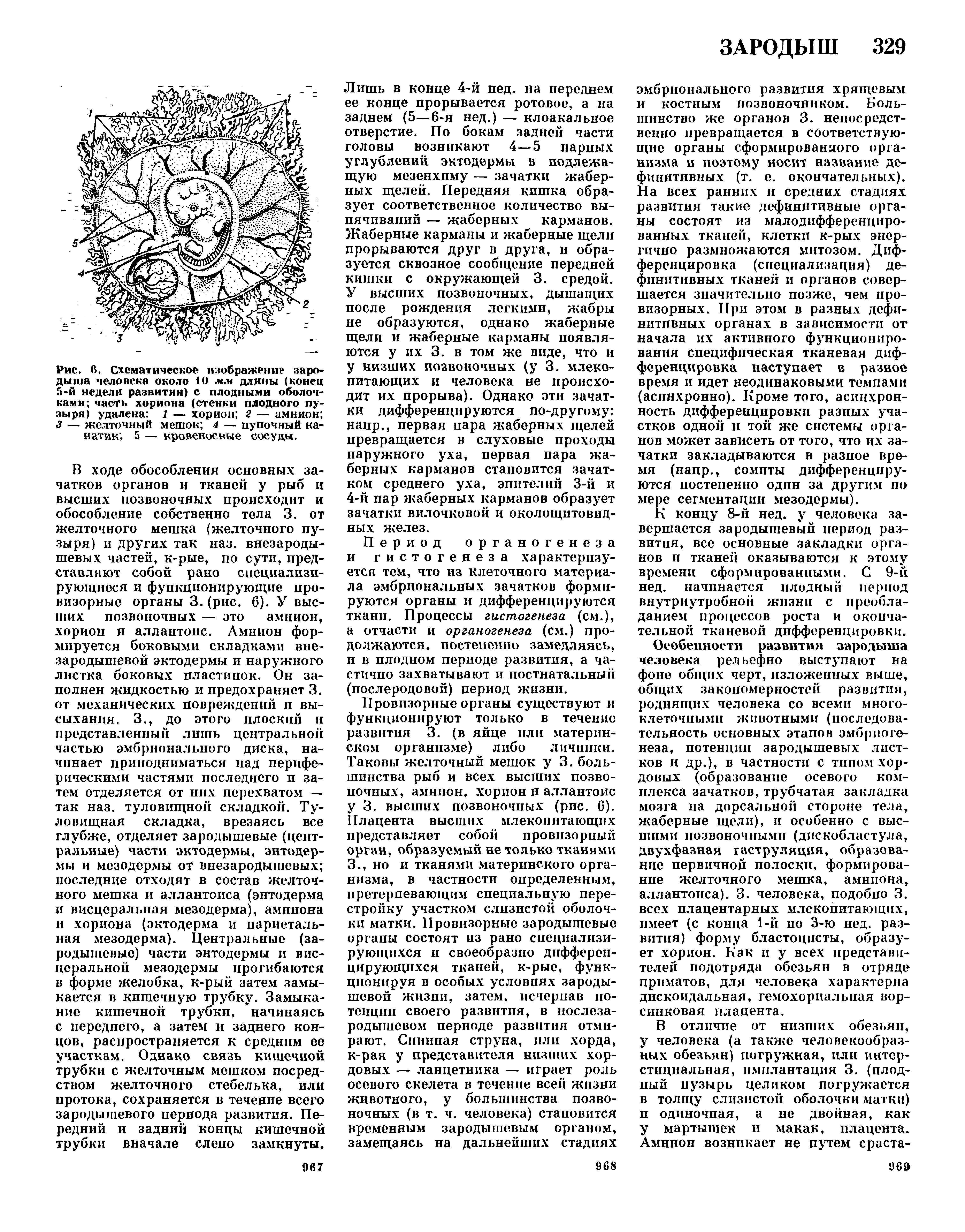 Рис. Л. Схематическое изображение зародыша человека около 10 мм длины (конец 5-й недели развития) с плодными оболочками часть хориона (стенки плодного пузыря) удалена 1 — хорион 2 — амнион 3 — желточный мешок 4 — пупочный канатик 5 — кровеносные сосуды.