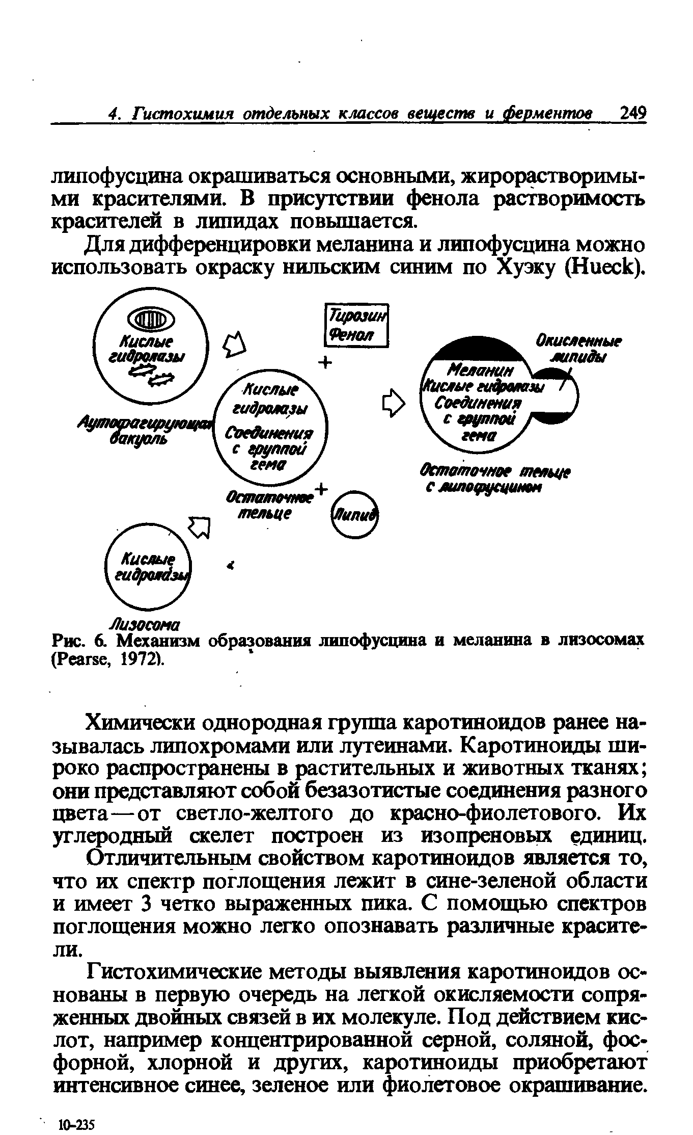 Рис. 6. Механизм образования липофусцина и меланина в лизосомах (P , 19721...