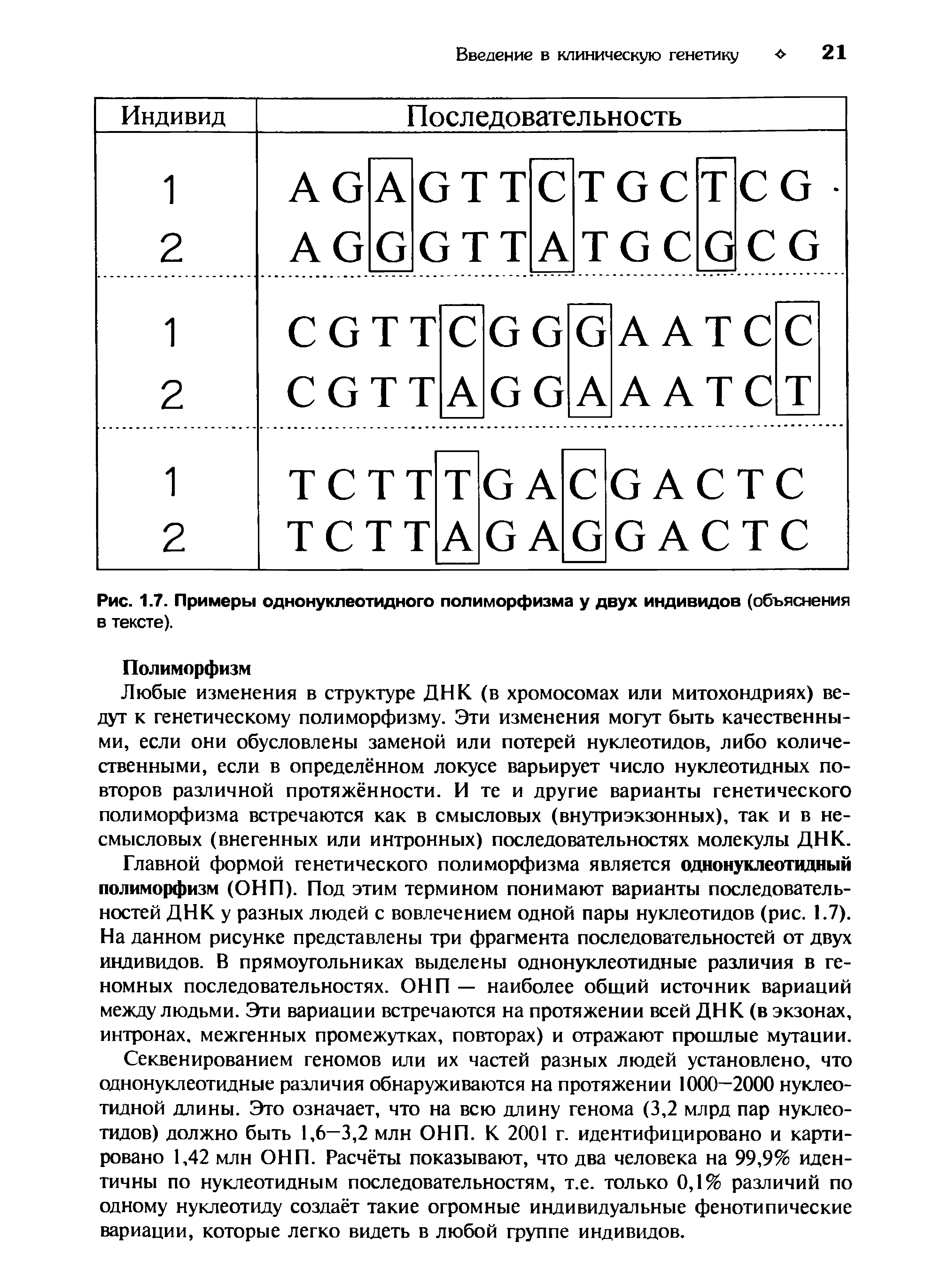 Рис. 1.7. Примеры однонуклеотидного полиморфизма у двух индивидов (объяснения в тексте).