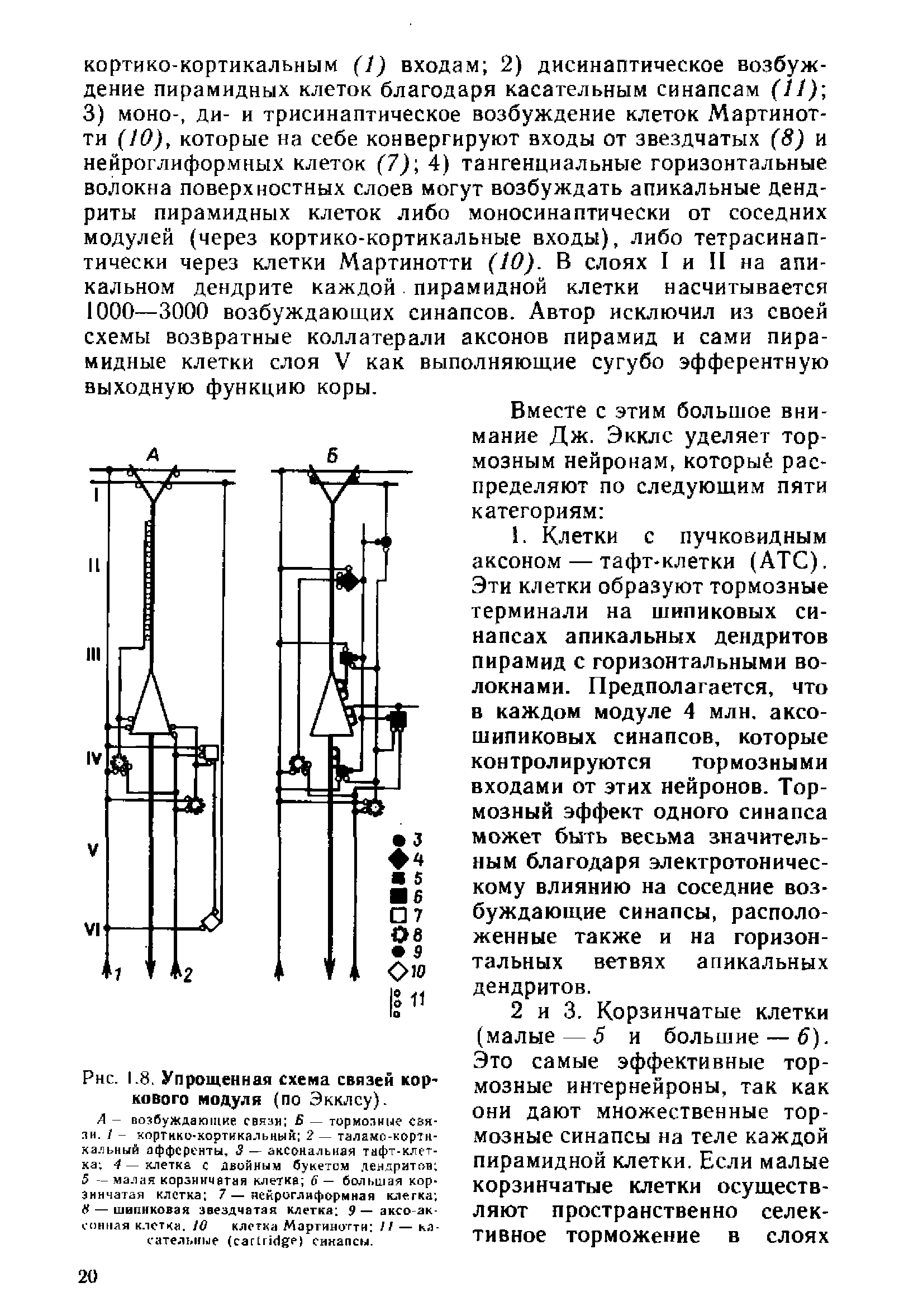 Рис. 1.8. Упрощенная схема связей коркового модуля (по Экклсу).