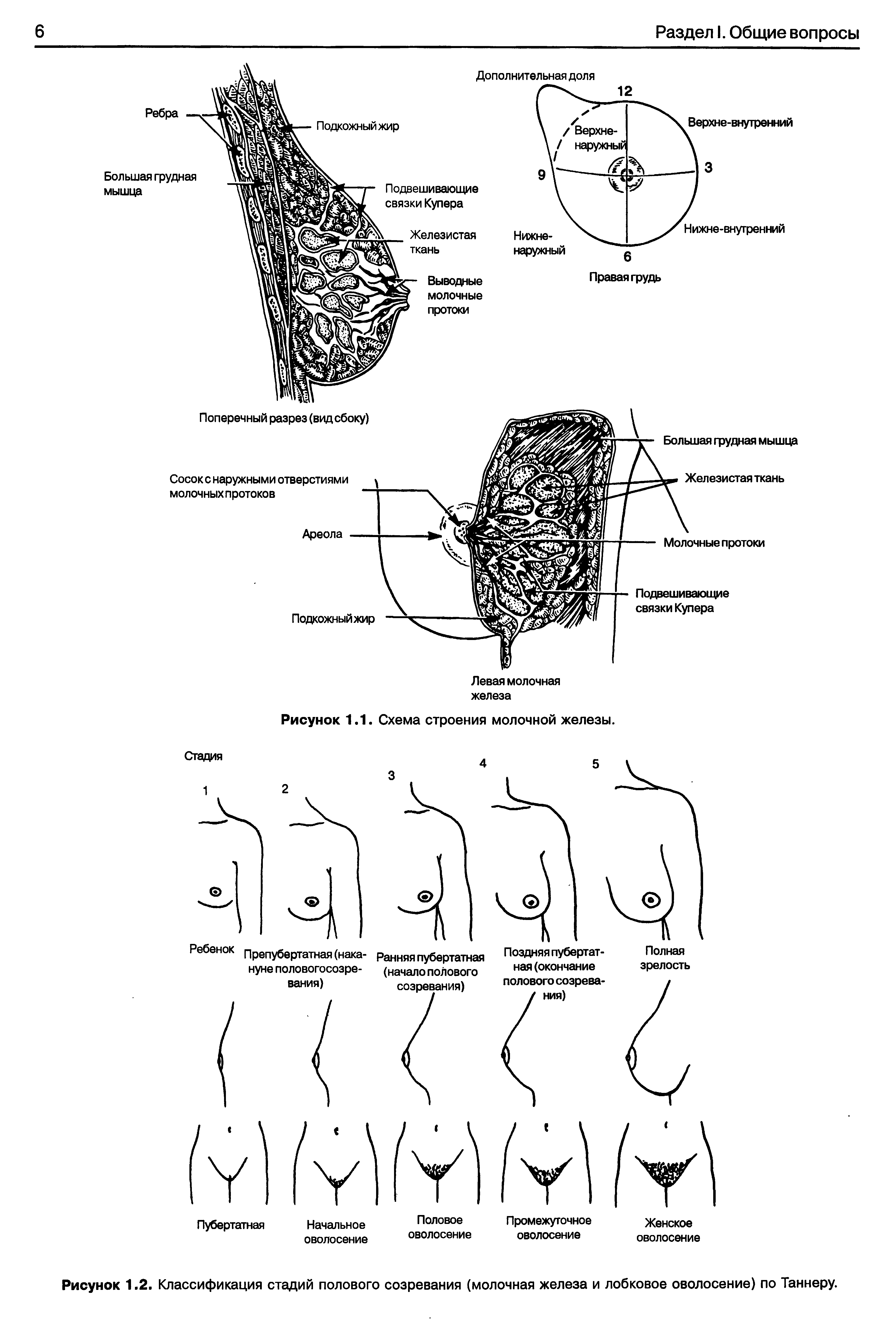 Рисунок 1.2. Классификация стадий полового созревания (молочная железа и лобковое оволосение) по Таннеру.