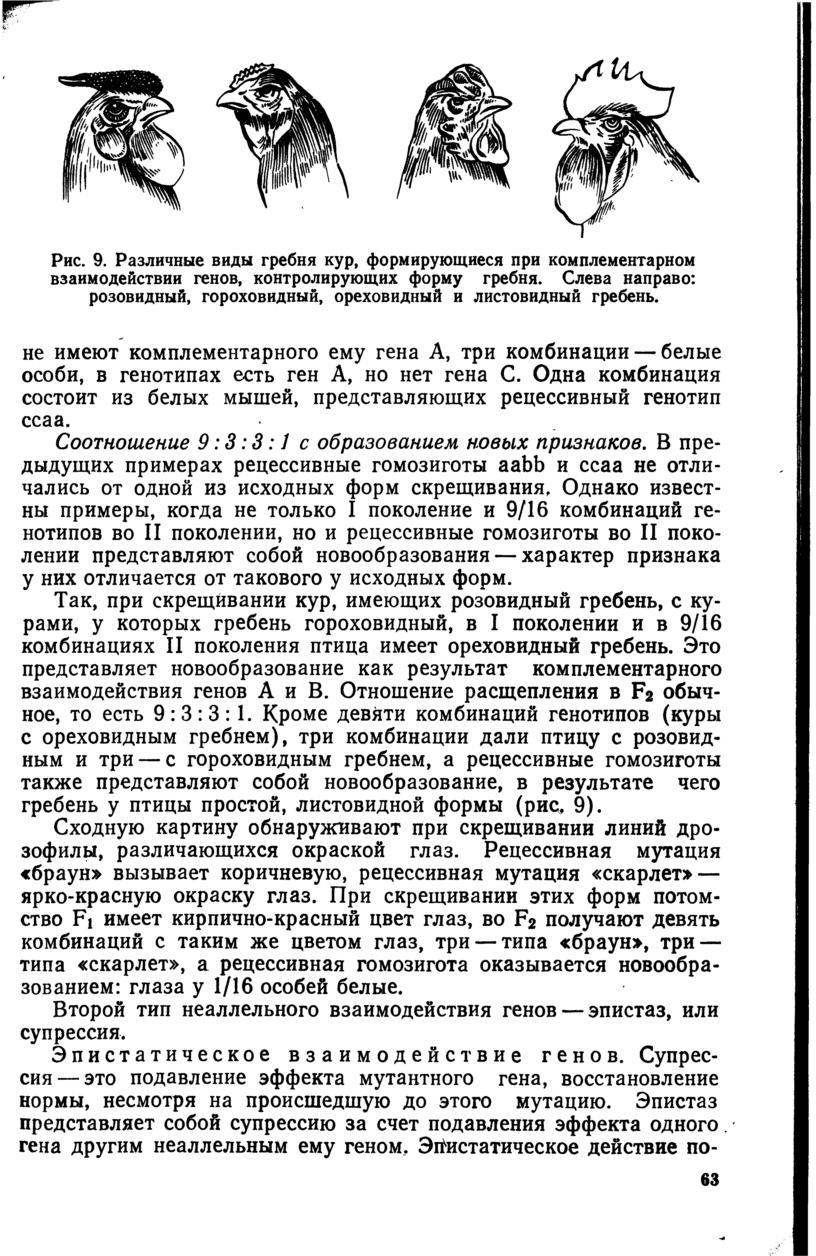 Рис. 9. Различные виды гребня кур, формирующиеся при комплементарном взаимодействии генов, контролирующих форму гребня. Слева направо розовидный, гороховидный, ореховидный и листовидный гребень.