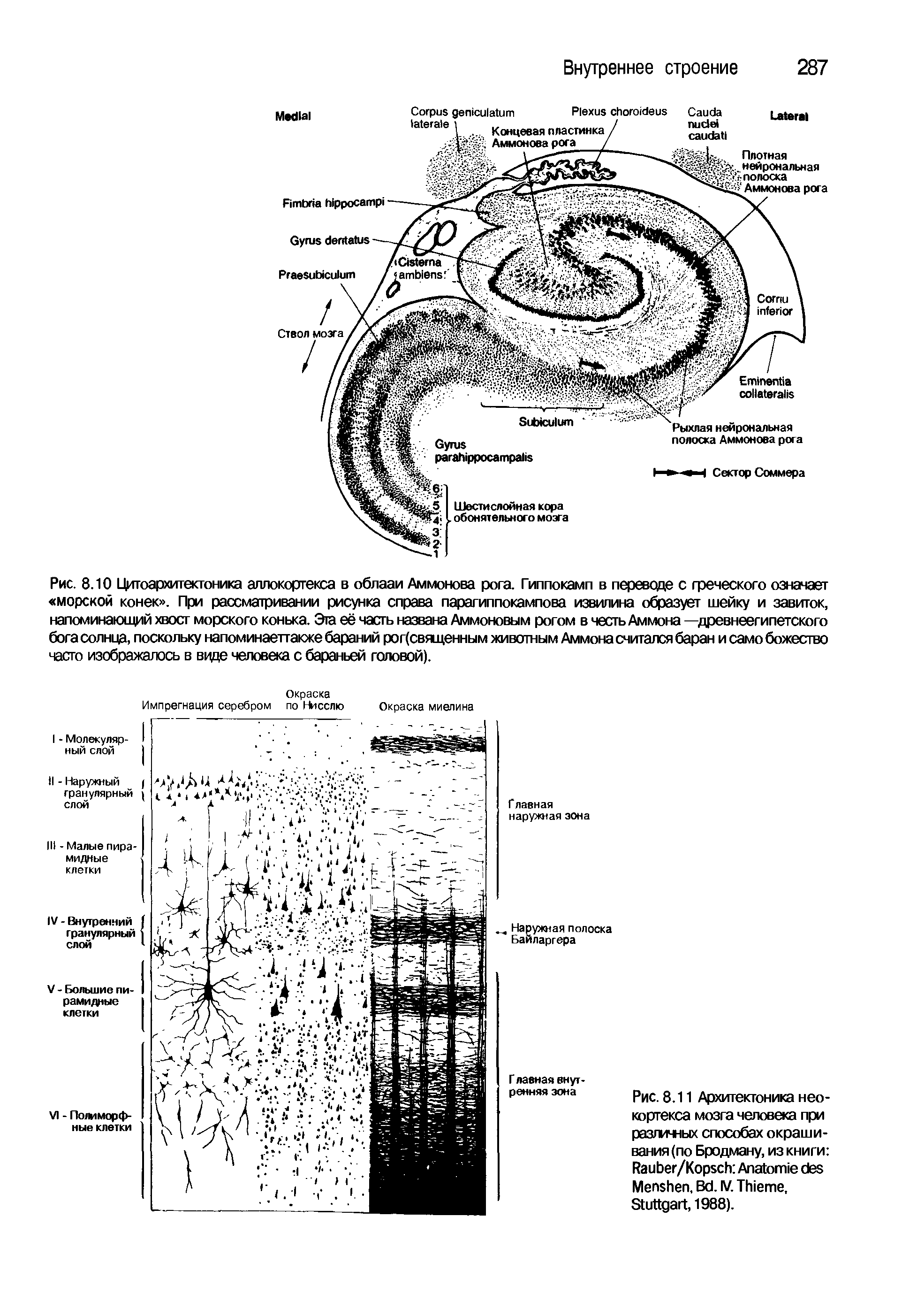 Рис. 8.11 Архитектоника нео-коргекса мозга человека при различных способах окрашивания (по Бродману, из книги R /K A M , B . IV. T , S , 1988).