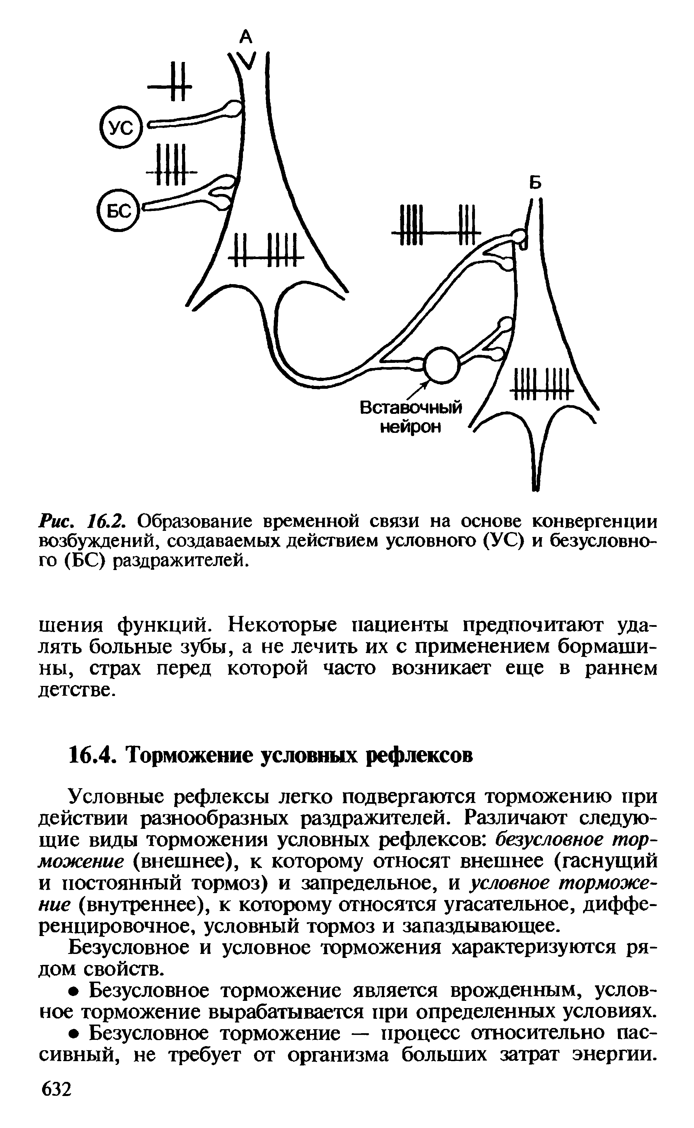 Рис. 16.2. Образование временной связи на основе конвергенции возбуждений, создаваемых действием условного (УС) и безусловного (БС) раздражителей.