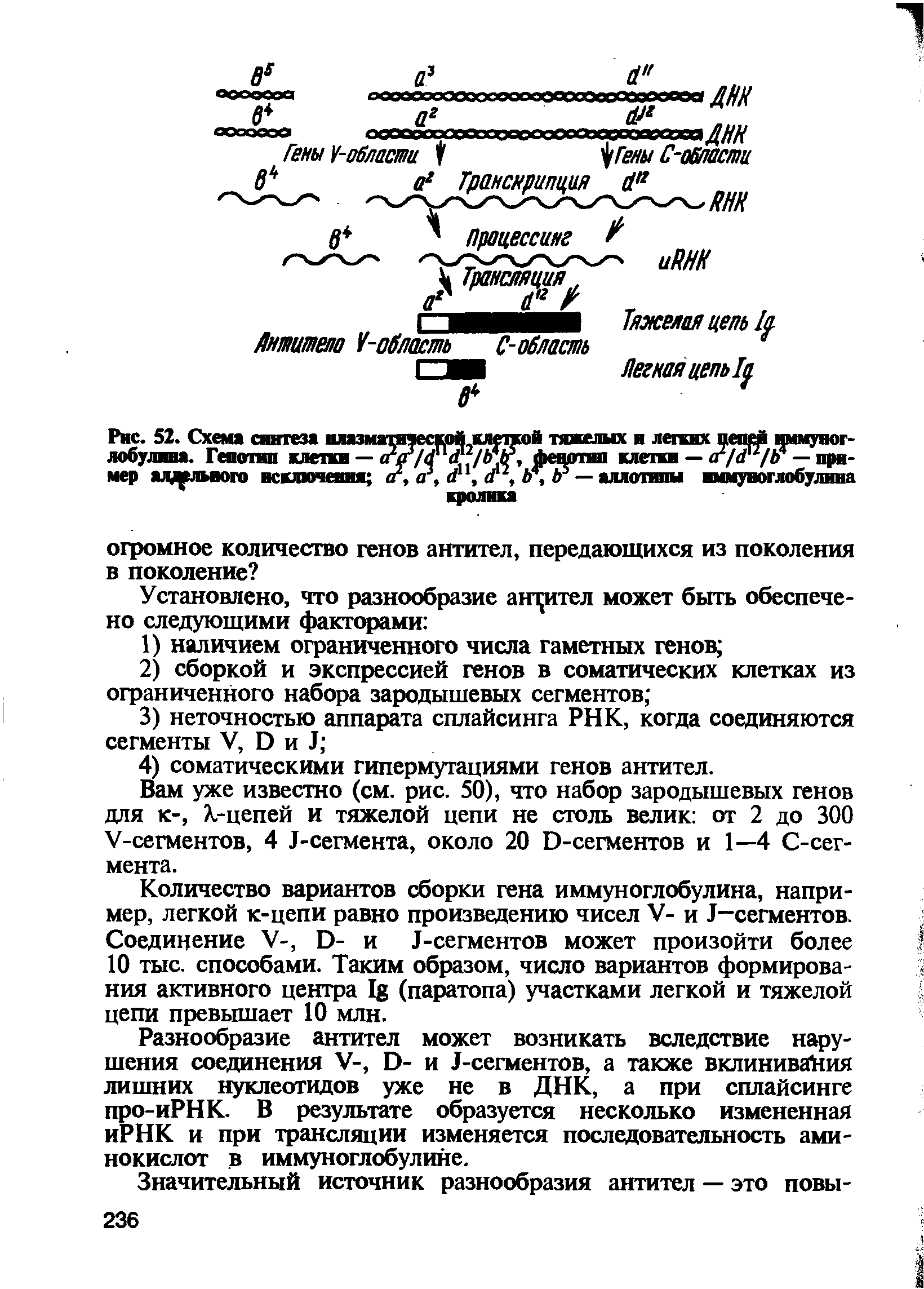 Рис. 52. Схема синтеза плазматической клепой тяжелых легких цепей иммуноглобулина. Гепотип клетки — ггг/ /11 2/ 4, фенотип клетки — <г/<г2/Л4 — пример ад лыюго исключения <г, а, </, <Г, Ь, Ь5 — аллотипы иммуноглобулина...