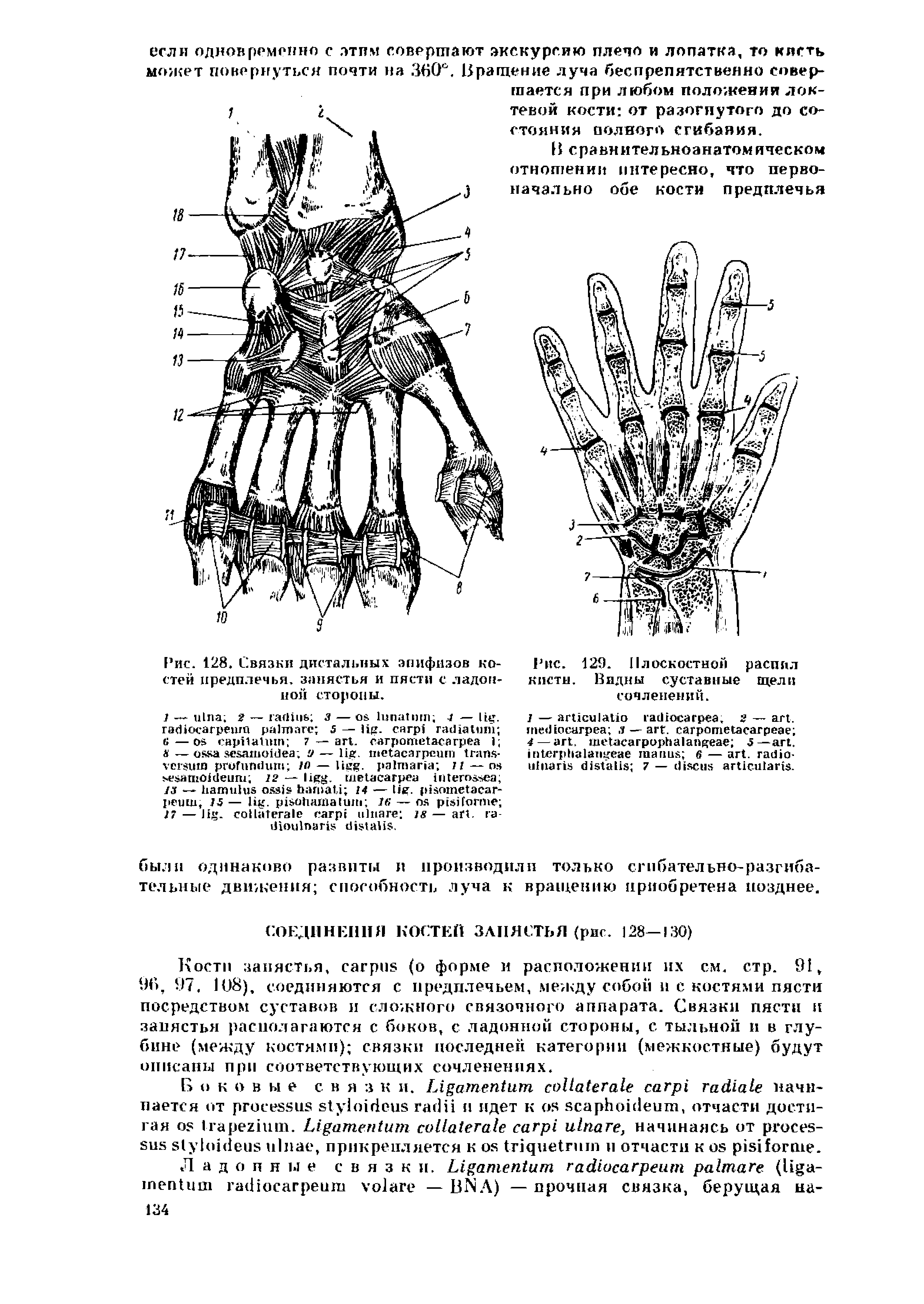 Рис. 128. Связки дистальных эпифизов костей предплечья, запястья и пясти с ладонной стороны.