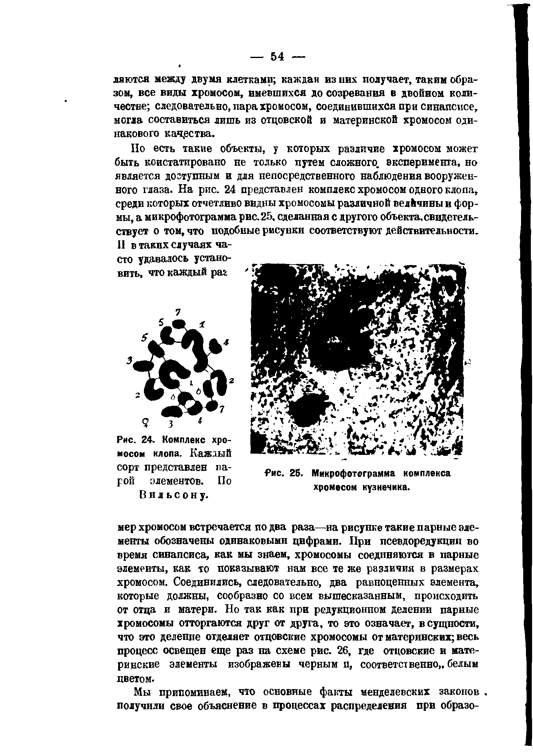 Рис. 24. Комплекс хромосом клопа. Каждый сорт представлен парой элементов. По Вильсону.