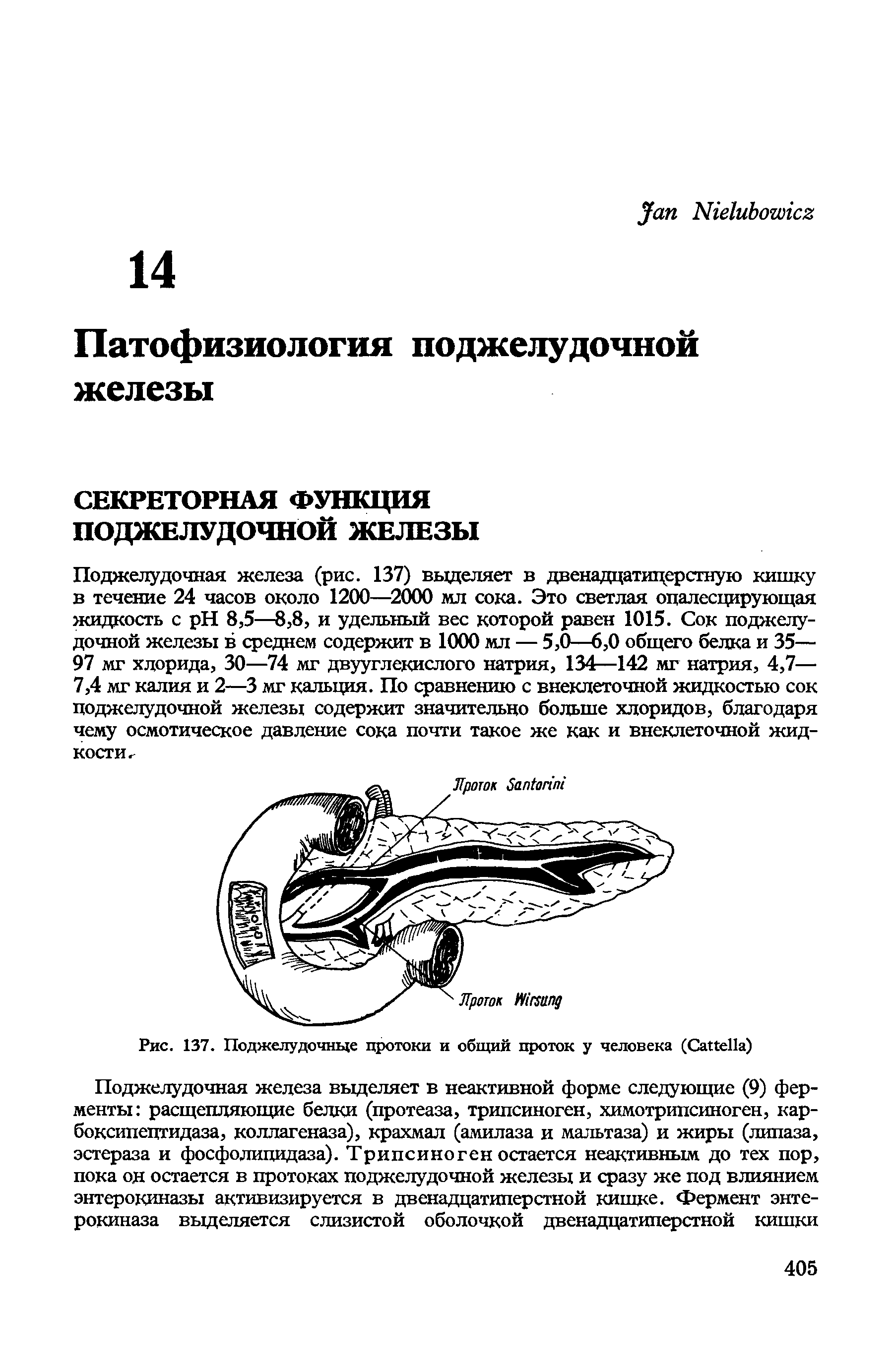 Рис. 137. Поджелудочные протоки и общий проток у человека (СаПеПа)...