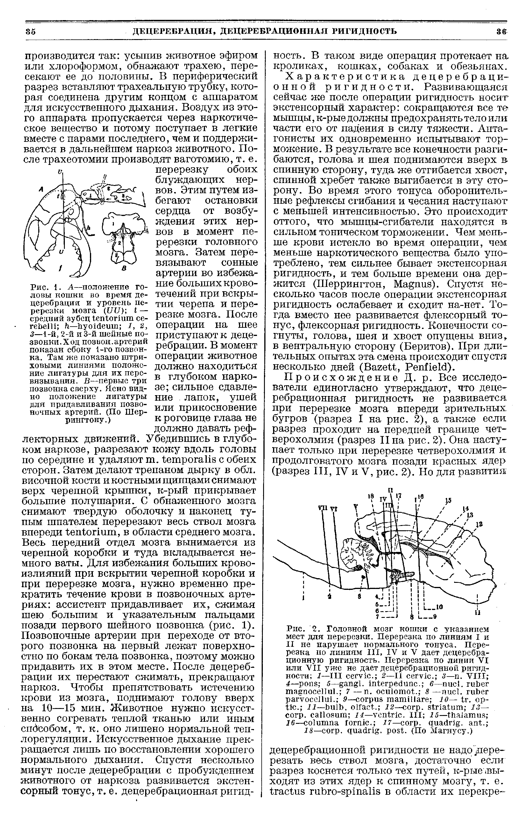 Рис. 1. А—положение головы кошки во время децеребрации и уровень перерезки мозга (C7CJ) — средний зубец се- — Л 2, 3— 1-й, 2-й и 3-й шейные позвонки. Ход позвон. артерий показан сбоку 1-го позвонка. Там же показано штри-...