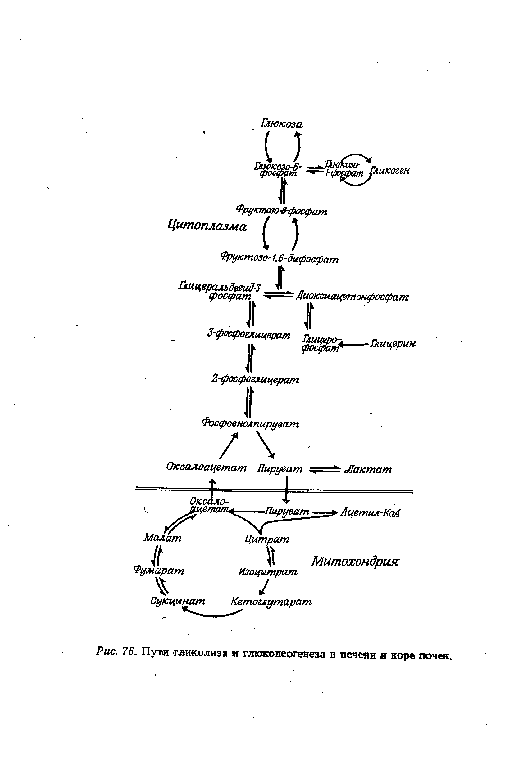 Рис. 76. Пути гликолиза и глюконеогенеза в печени и коре почек.