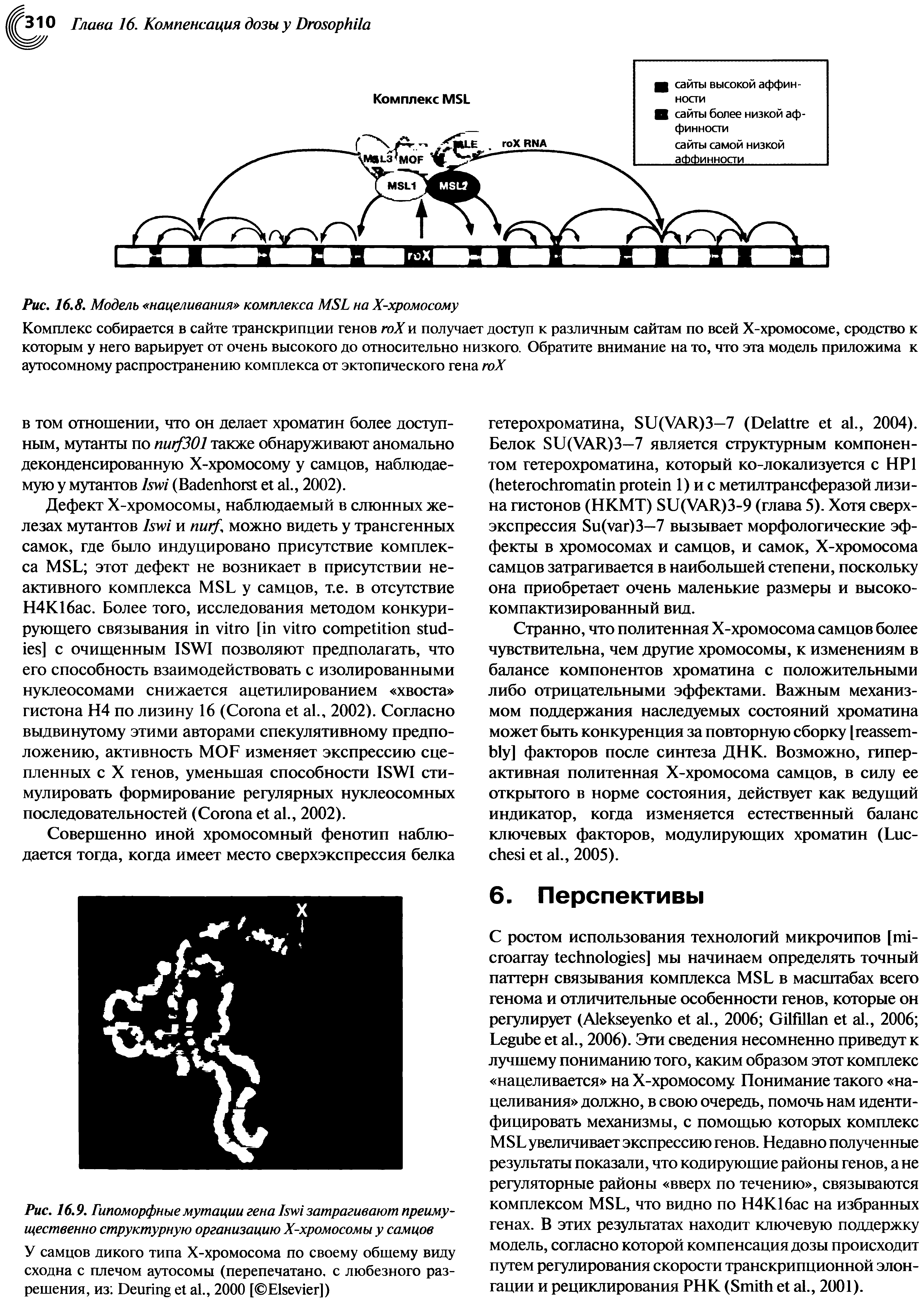 Рис. 16.9. Гипоморфныемутации гена Ьущ затрагивают преимущественно структурную организацию Х-хромосомы у самцов...