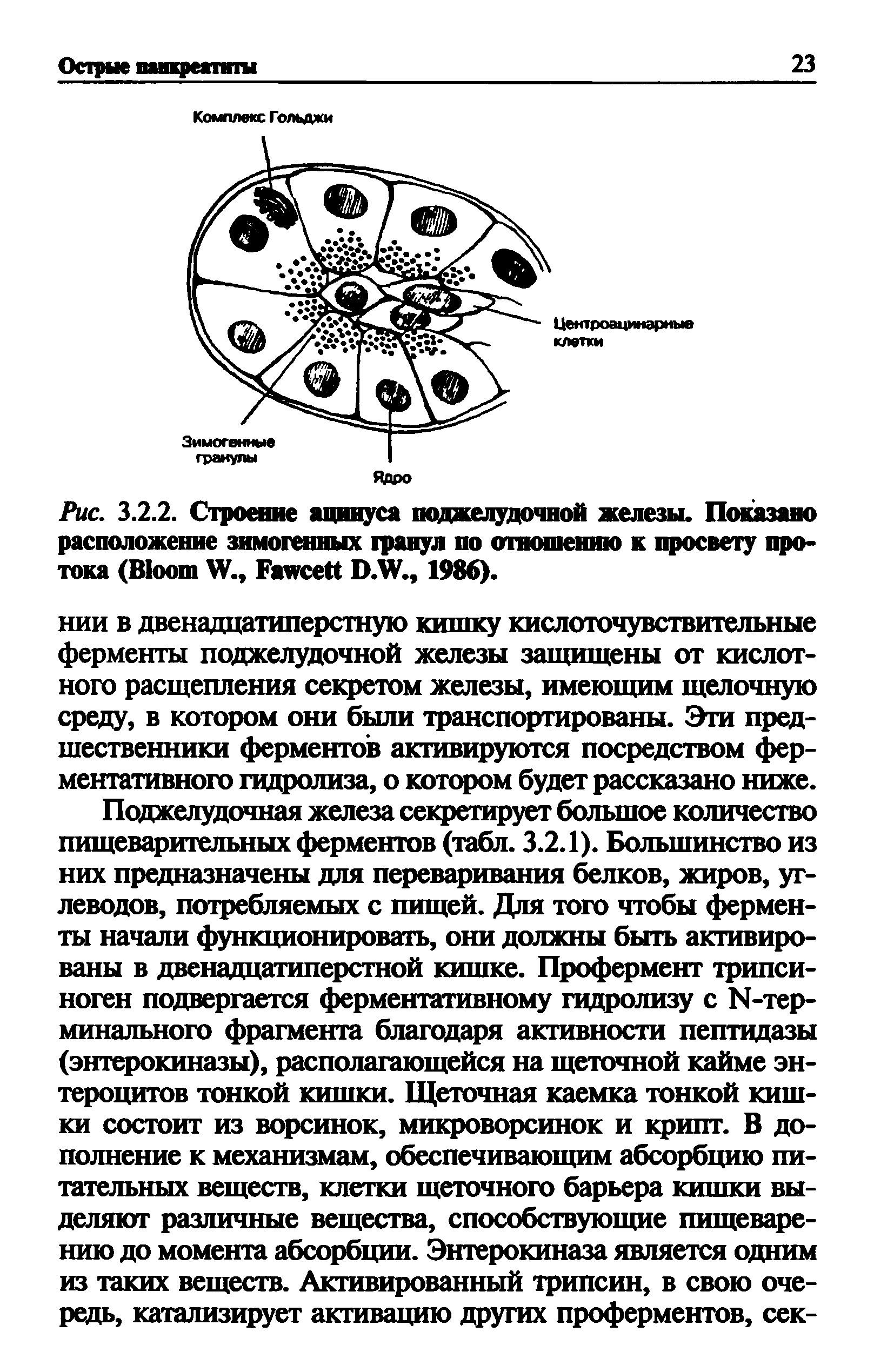 Рис. 3.2.2. Строение ацинуса поджелудочной железы. Показано расположение зимогенных гранул по отношению к просвету протока (B W., F D.W., 1986).