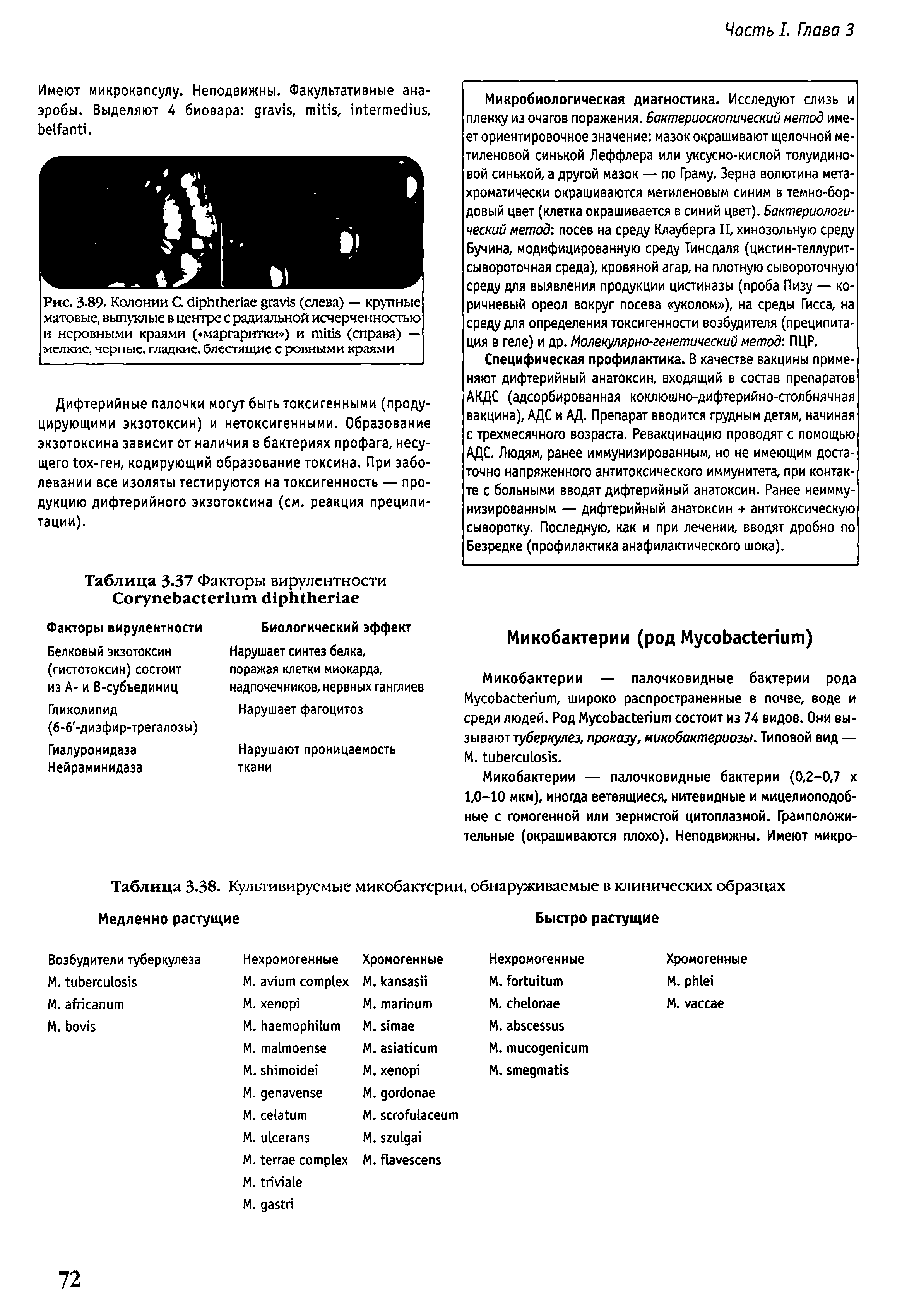 Рис. 3-89. Колонии С. (слева) — крупные матовые, выпуклые в центре с радиальной исчерченностью и неровными краями ( маргаритки ) и (справа) — меткие, черные, гладкие, блестящие с ровными краями...