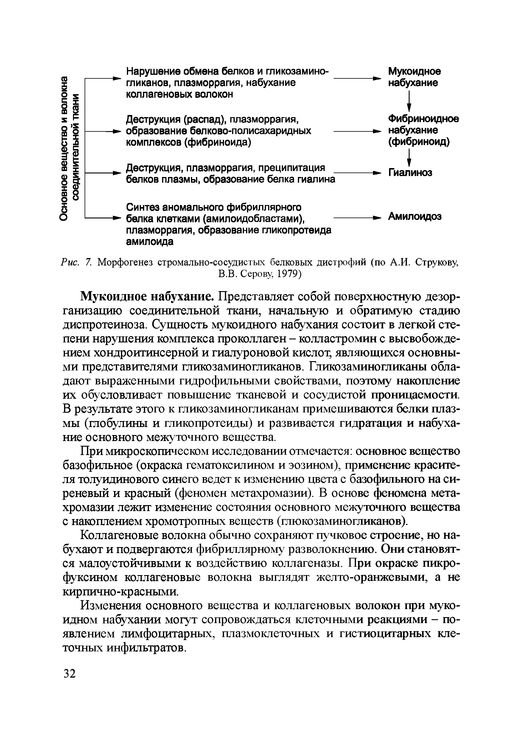 Рис. 7. Морфогенез стромально-сосудистых белковых дистрофий (по А.И. Струкову, В.В. Серову, 1979)...