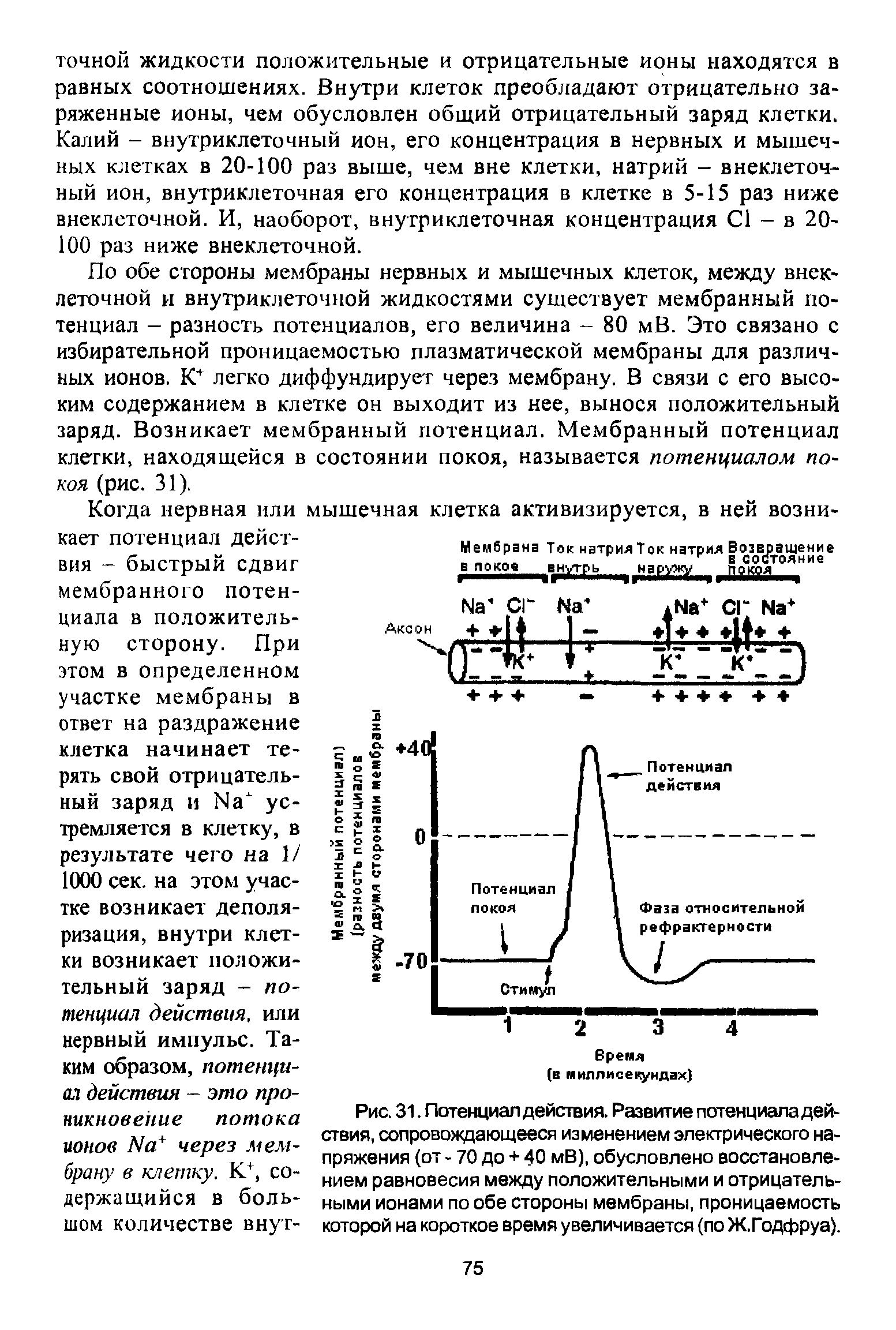 Рис. 31. Потенциал действия. Развитие потенциала действия, сопровождающееся изменением электрического напряжения (от - 70 до + 40 мВ), обусловлено восстановлением равновесия между положительными и отрицательными ионами по обе стороны мембраны, проницаемость которой на короткое время увеличивается (по Ж.Годфруа).