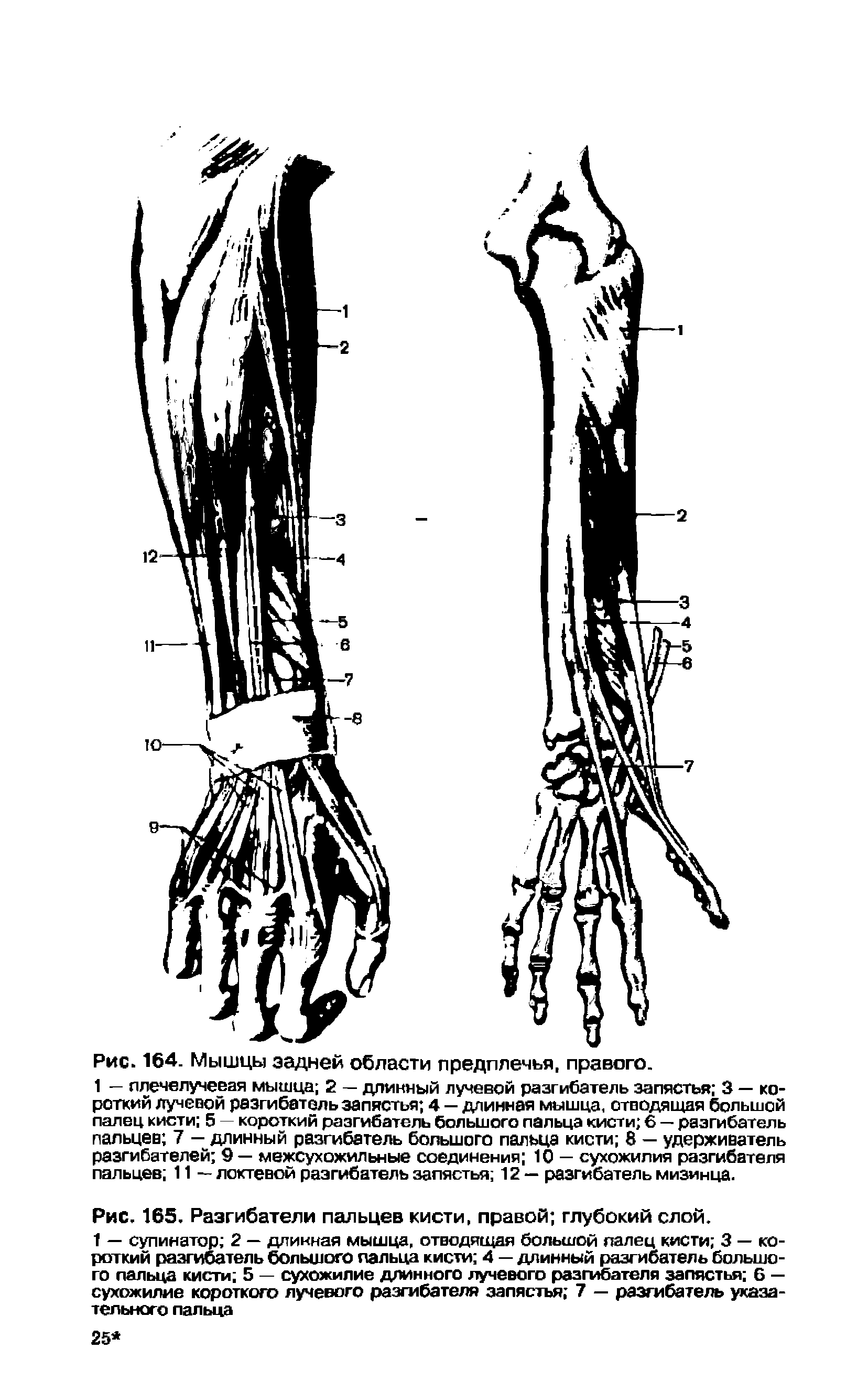 Рис. 165. Разгибатели пальцев кисти, правой глубокий слой.