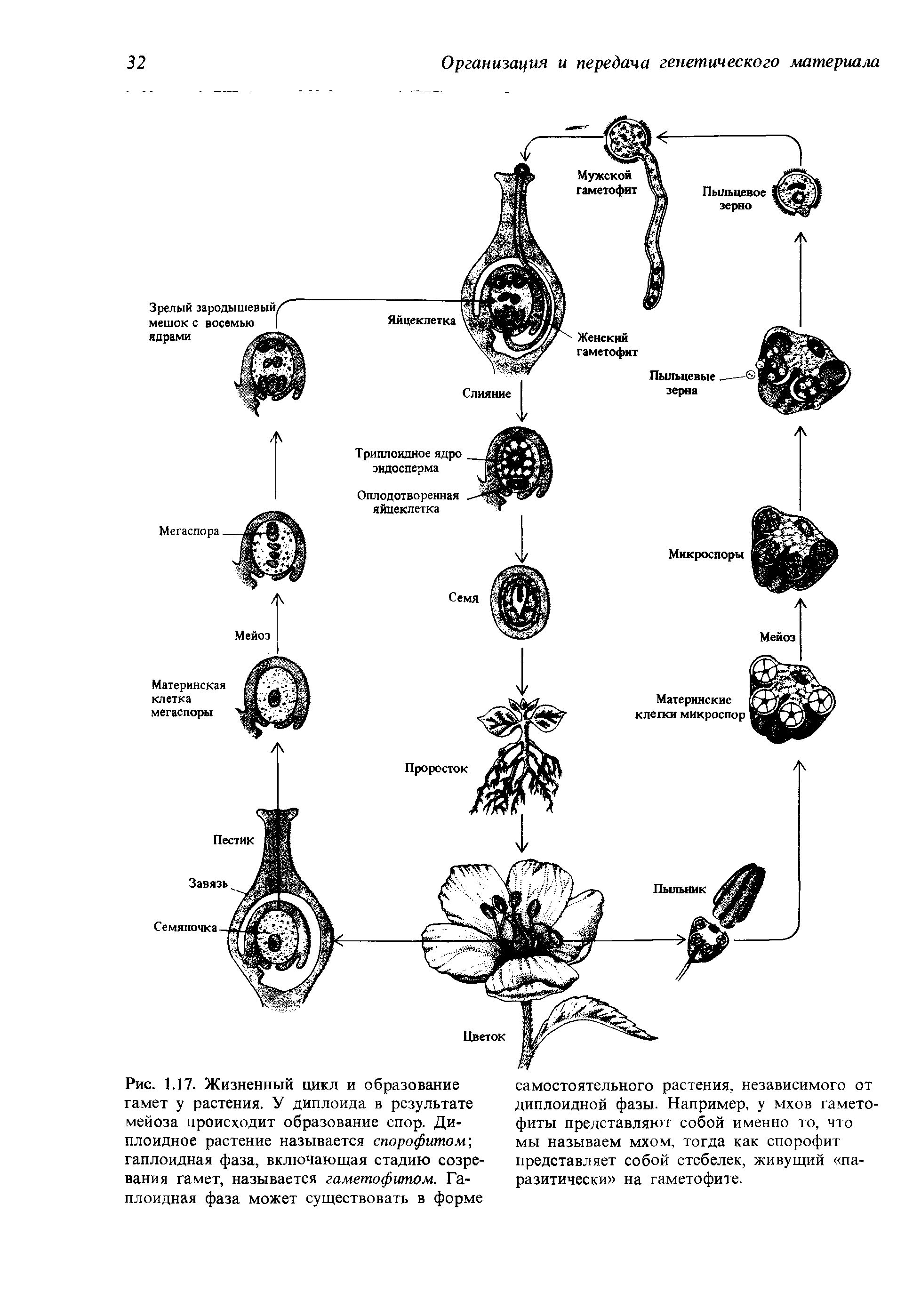 Рис. 1.17. Жизненный цикл и образование гамет у растения. У диплоида в результате мейоза происходит образование спор. Диплоидное растение называется спорофитом гаплоидная фаза, включающая стадию созревания гамет, называется гаметофитом. Гаплоидная фаза может существовать в форме...