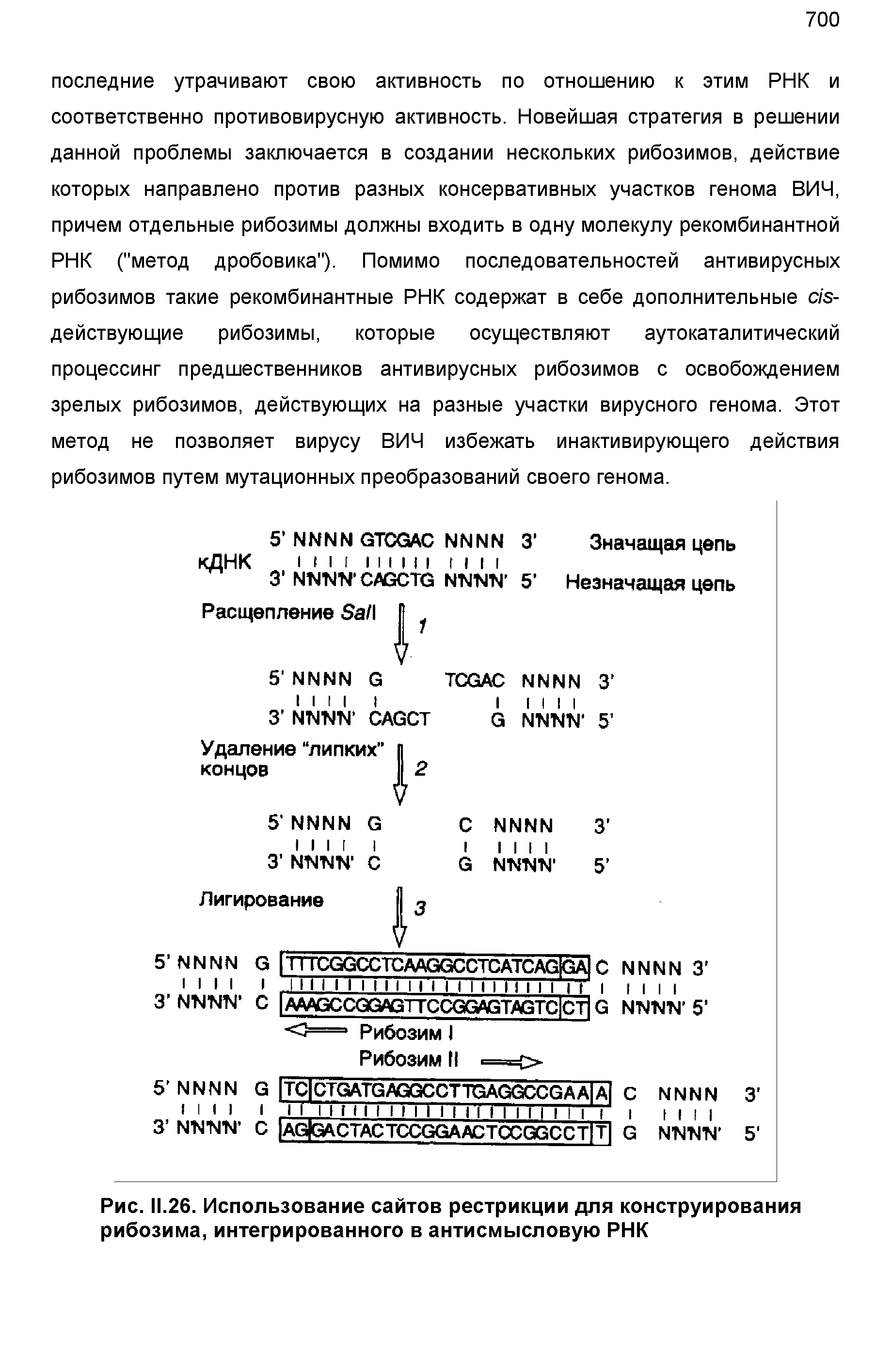 Рис. 11.26. Использование сайтов рестрикции для конструирования рибозима, интегрированного в антисмысловую РНК...