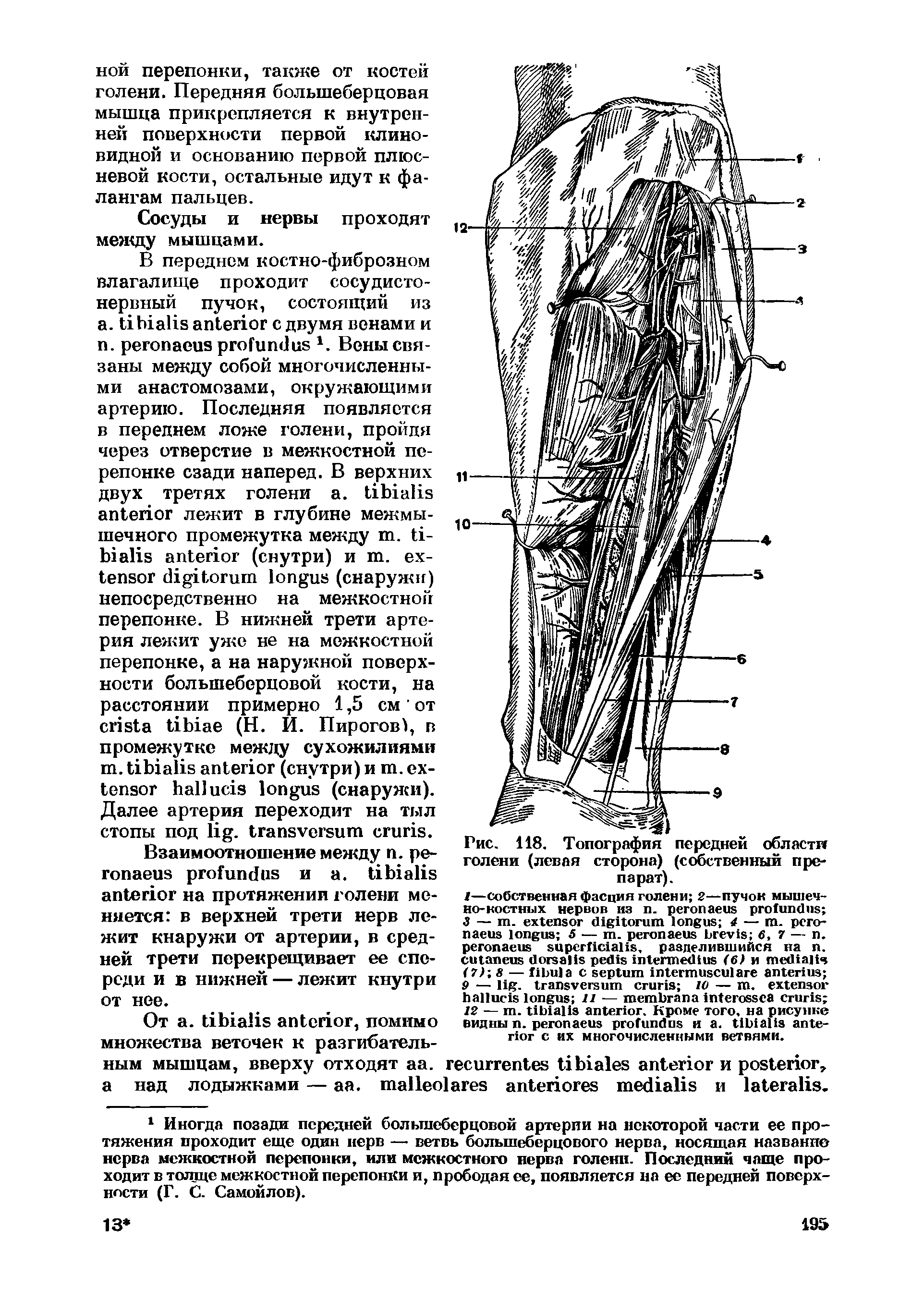 Рис. 118. Топография передней области голени (левая сторона) (собственный препарат).