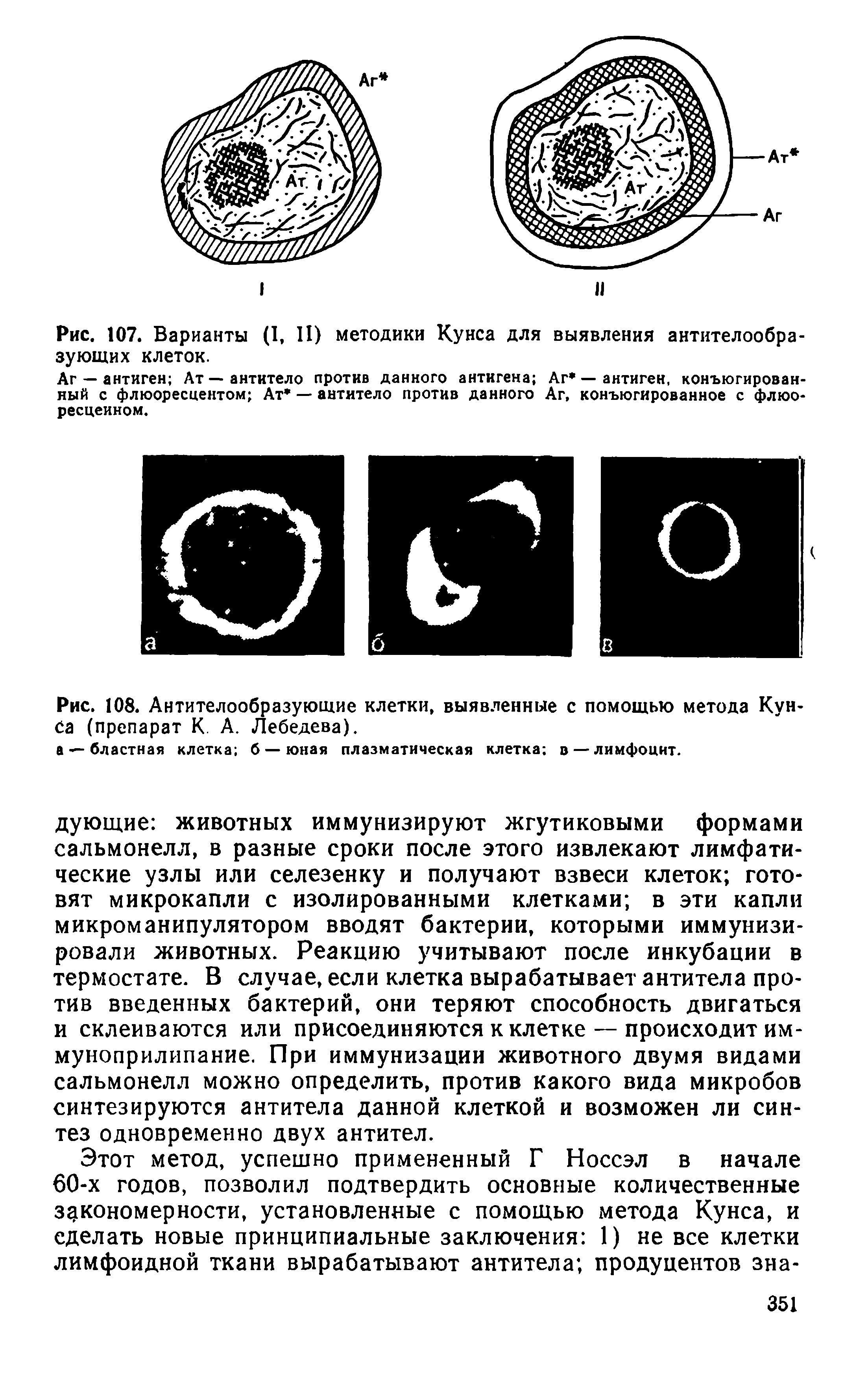 Рис. 108. Антителообразующие клетки, выявленные с помощью метода Кун са (препарат К. А. Лебедева).