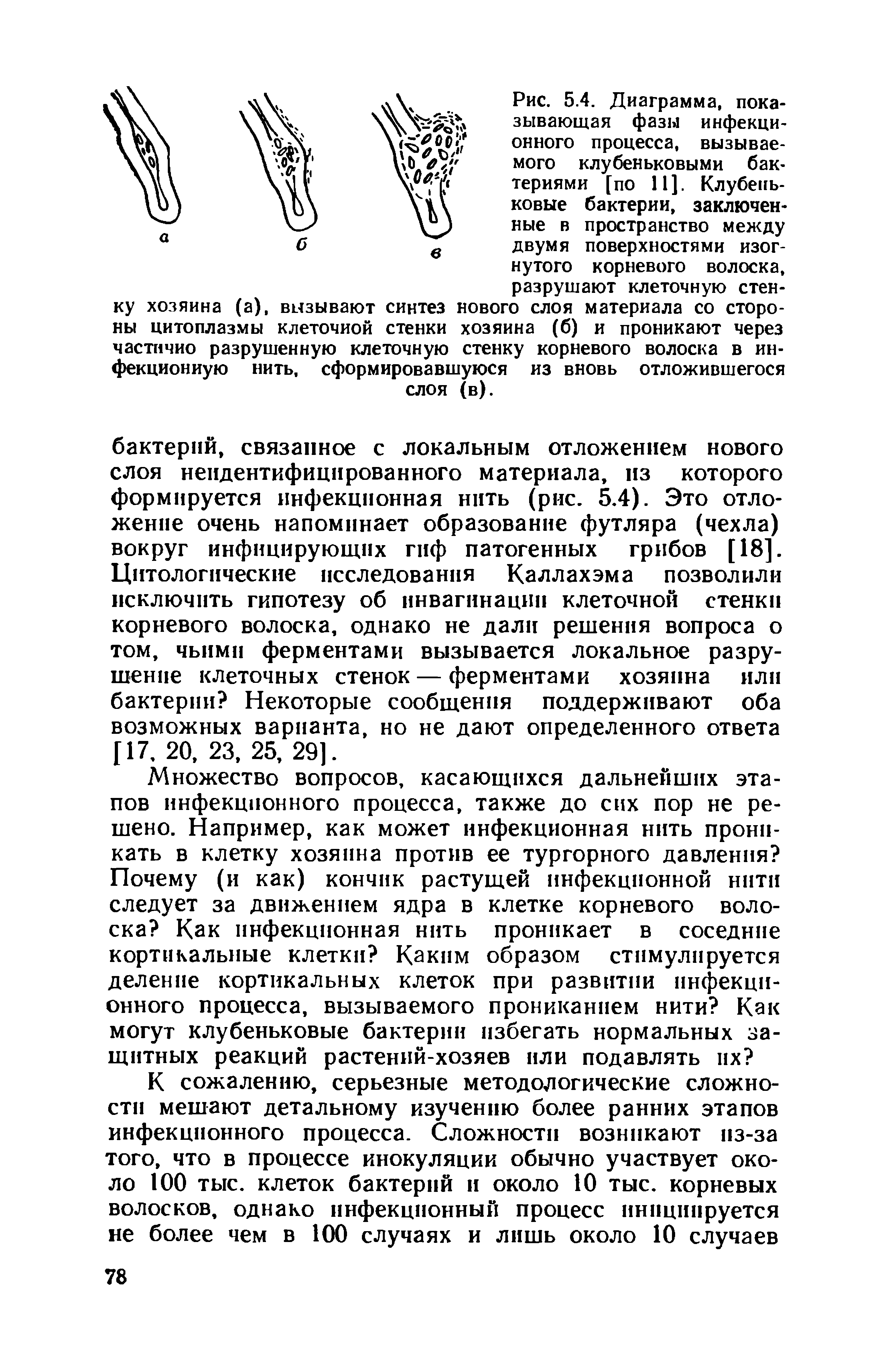 Рис. 5.4. Диаграмма, показывающая фазы инфекционного процесса, вызываемого клубеньковыми бактериями [по 11]. Клубеньковые бактерии, заключенные в пространство между двумя поверхностями изогнутого корневого волоска,...